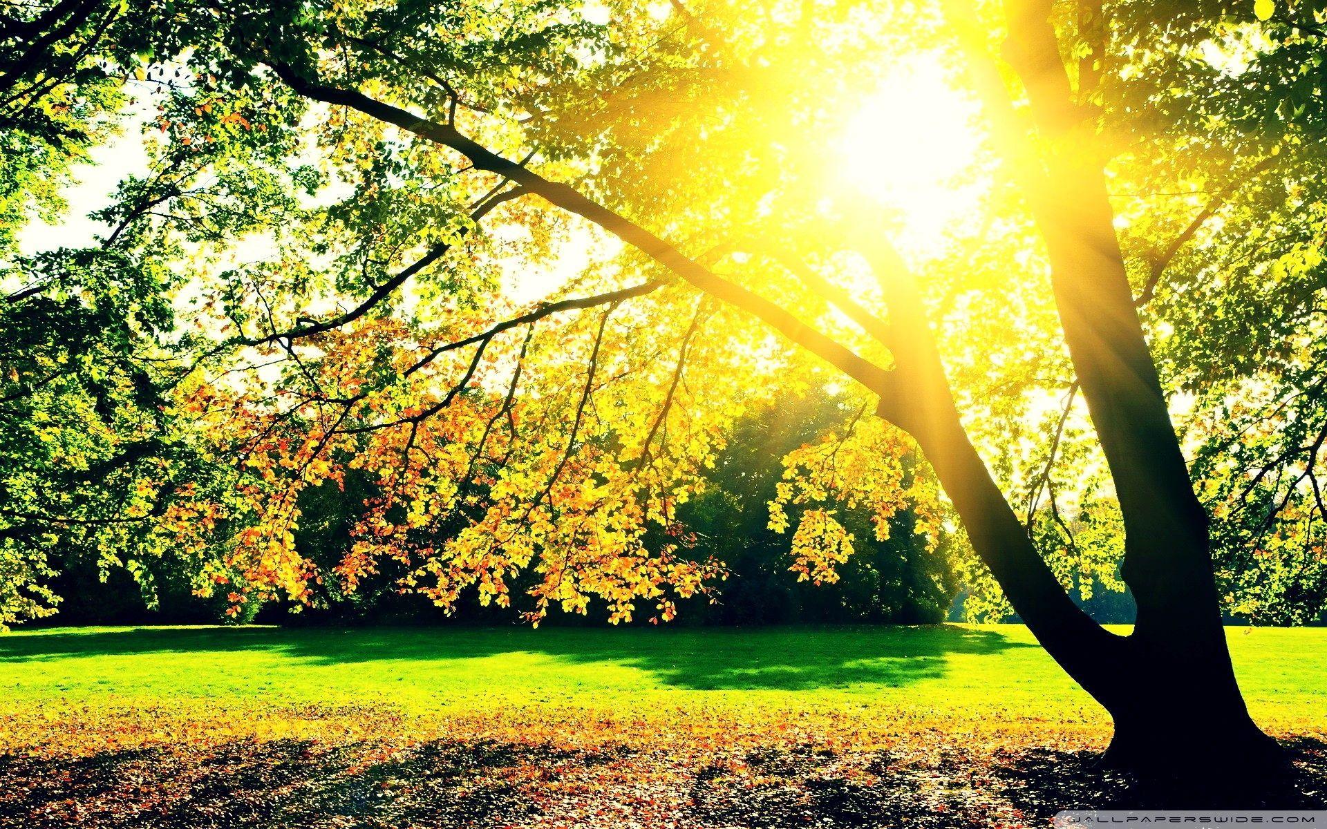 Autumn Sunrise Wallpaper