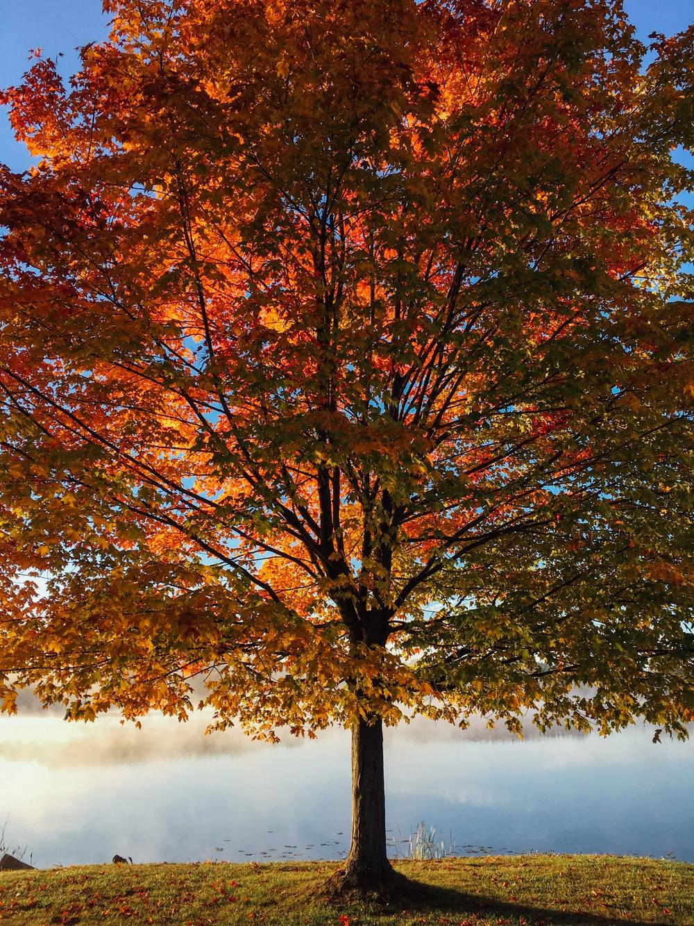 Fall Image: Download HD Picture & Photo