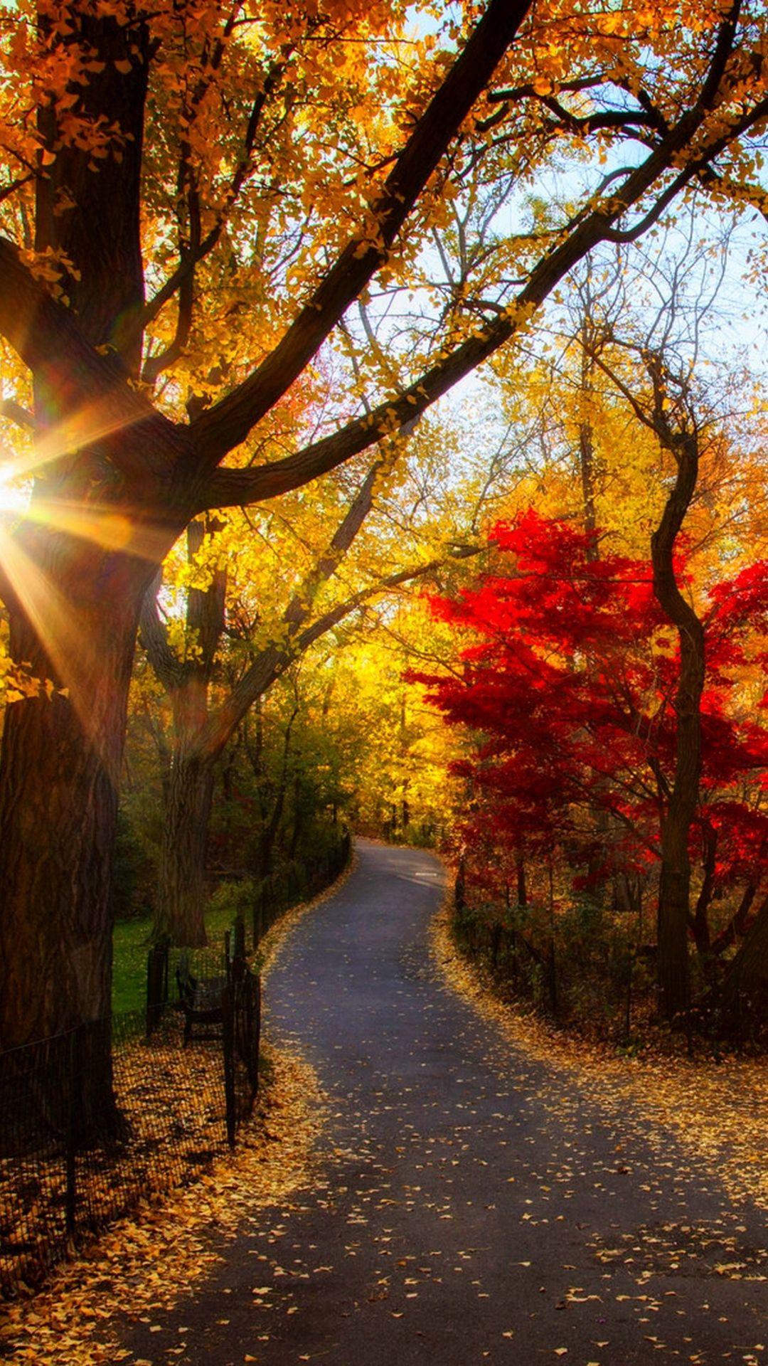 1080x1920 Autumn Park Trees Light Morning Foliage Wallpaper (1080×1920). Beautiful Nature, Beautiful Fall, Nature Photography