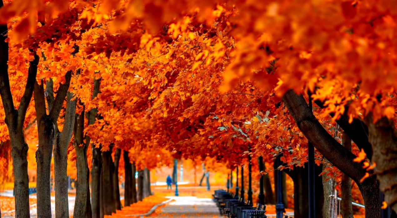 Leaf Street Autumn HD Wallpaper
