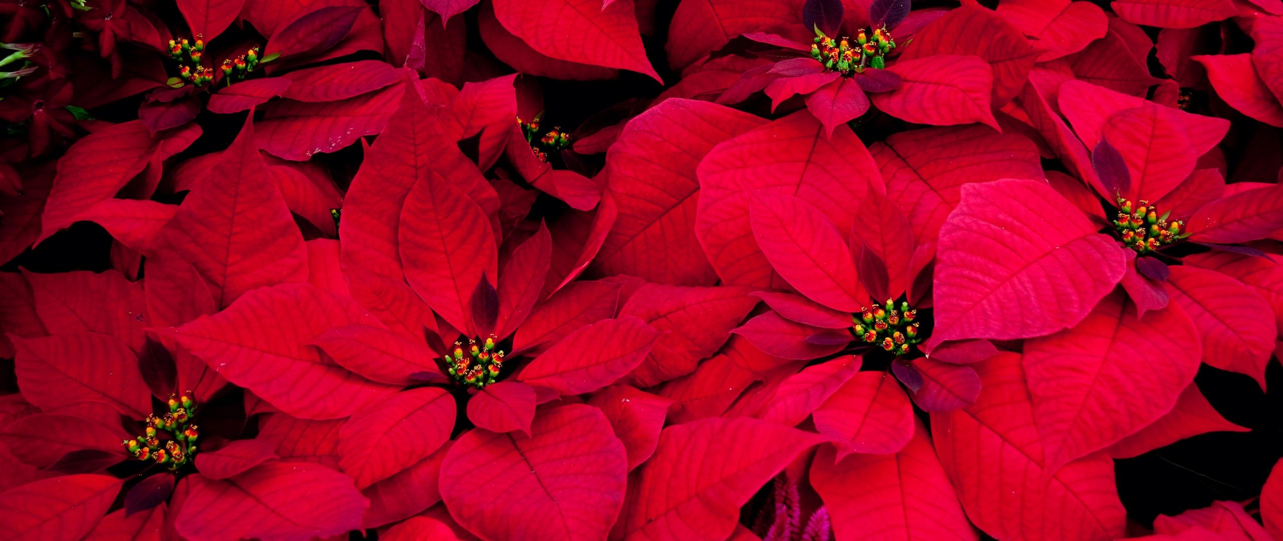 Download wallpaper 2560x1080 poinsettia, flowers, red