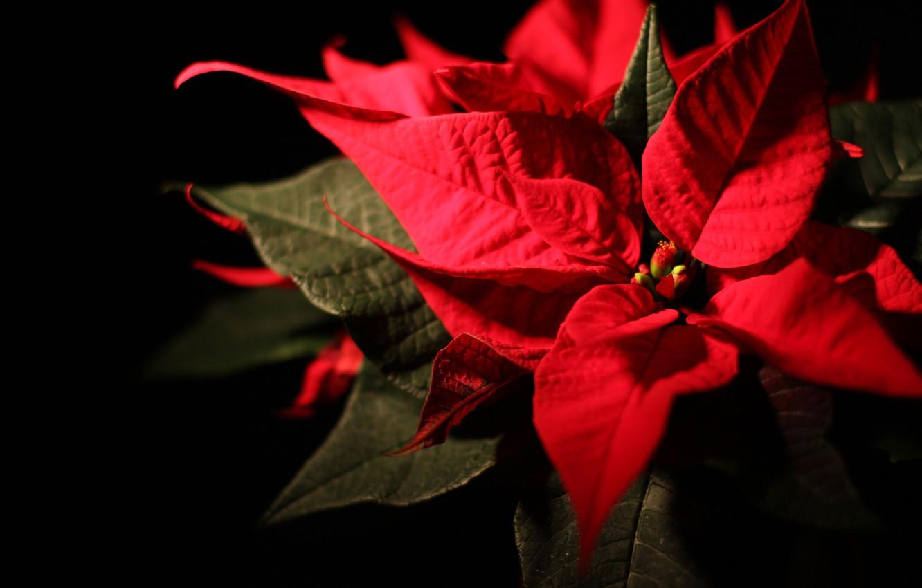Wallpaper flower, holiday, star, Christmas, poinsettia