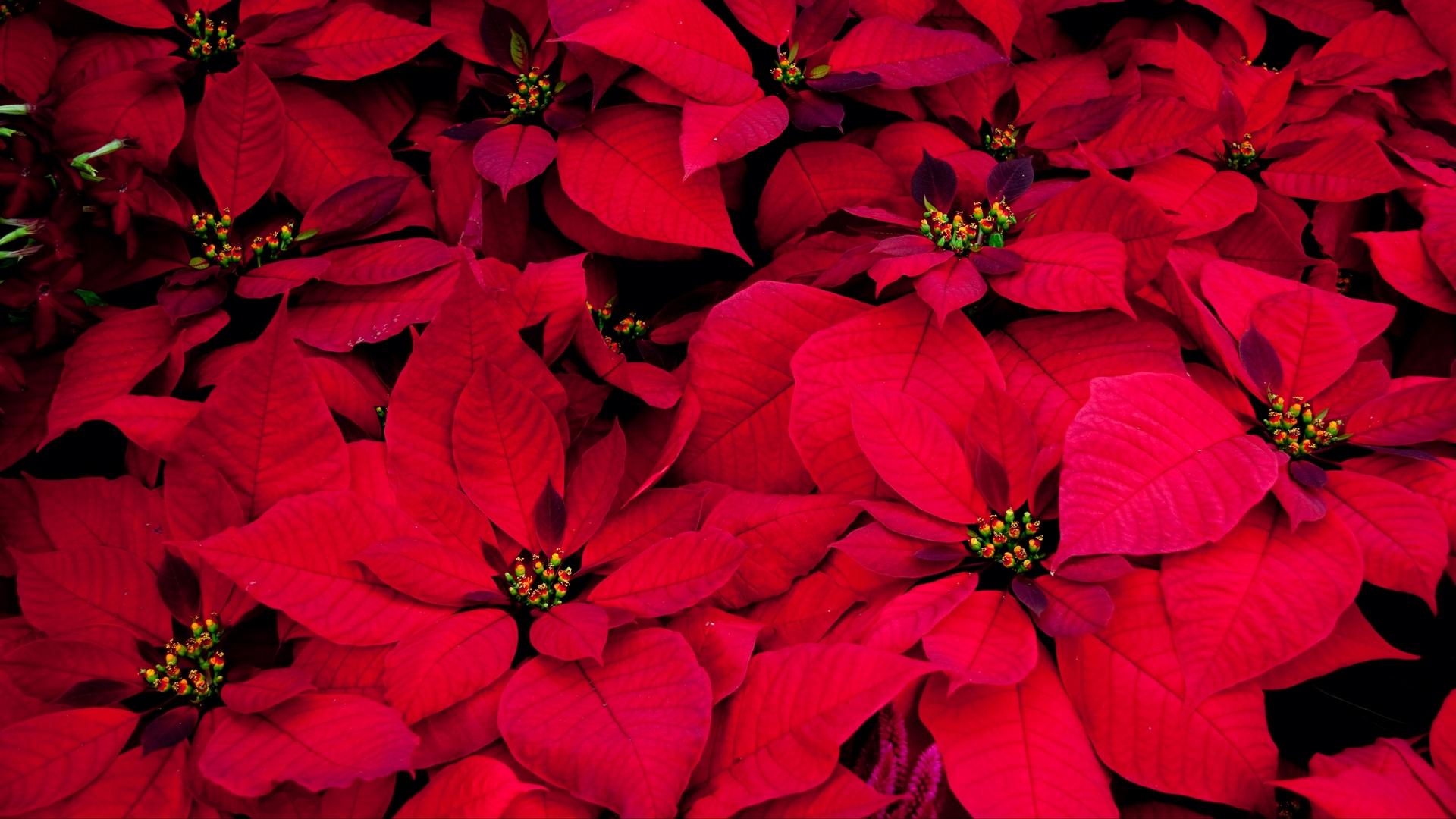 Download wallpaper 1920x1080 poinsettia, flowers, red