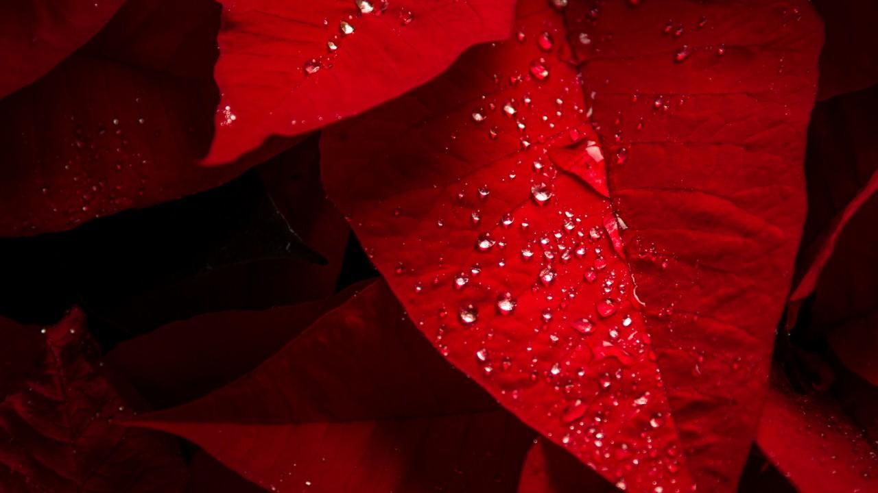 Wallpaper Poinsettia, Red leaves, Rain droplets, HD, Nature