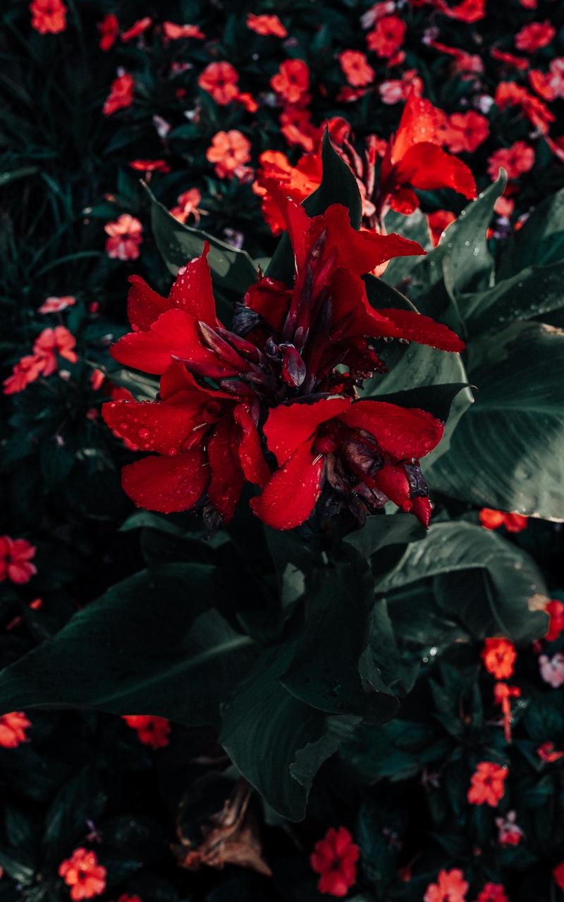 Download wallpaper 800x1280 poinsettia, flower, red samsung
