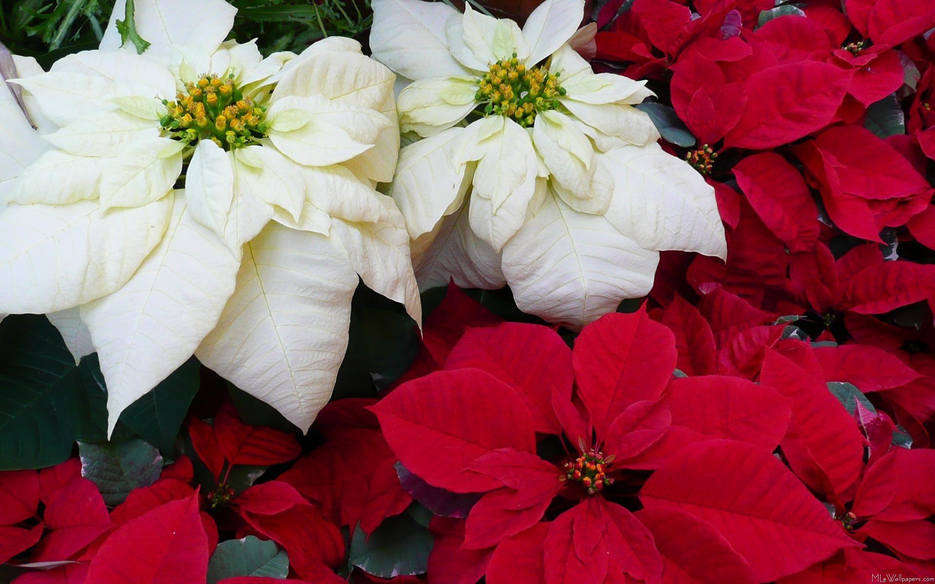 Traditional red and white poinsettias. Not your average