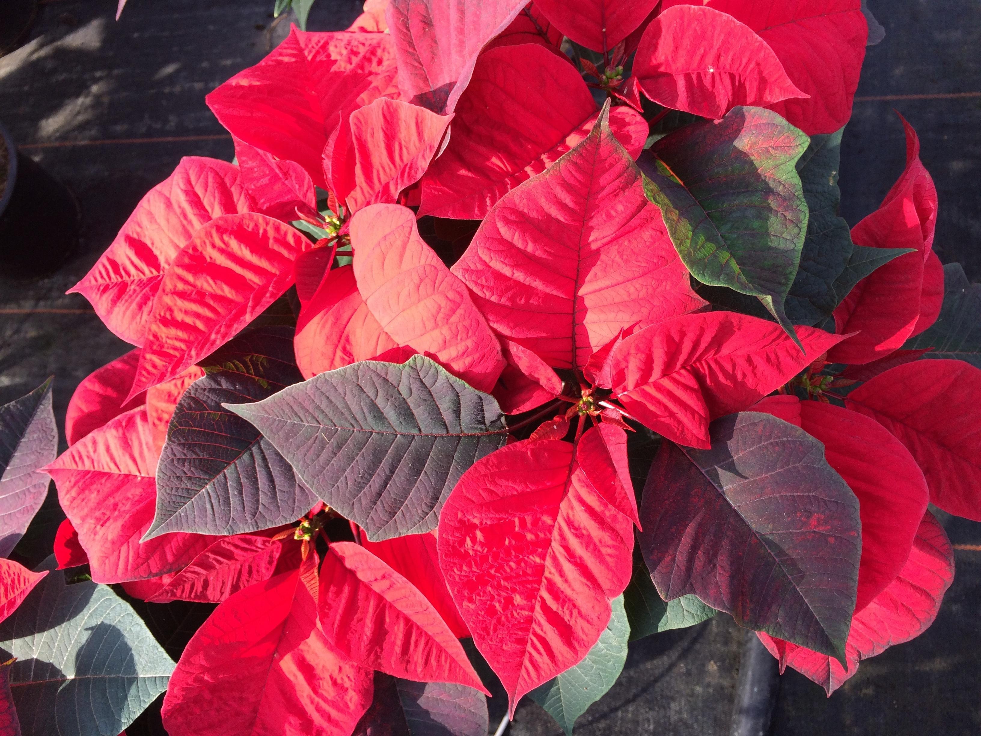 Download 3264x2448 Red Leaves, Poinsettia Wallpaper