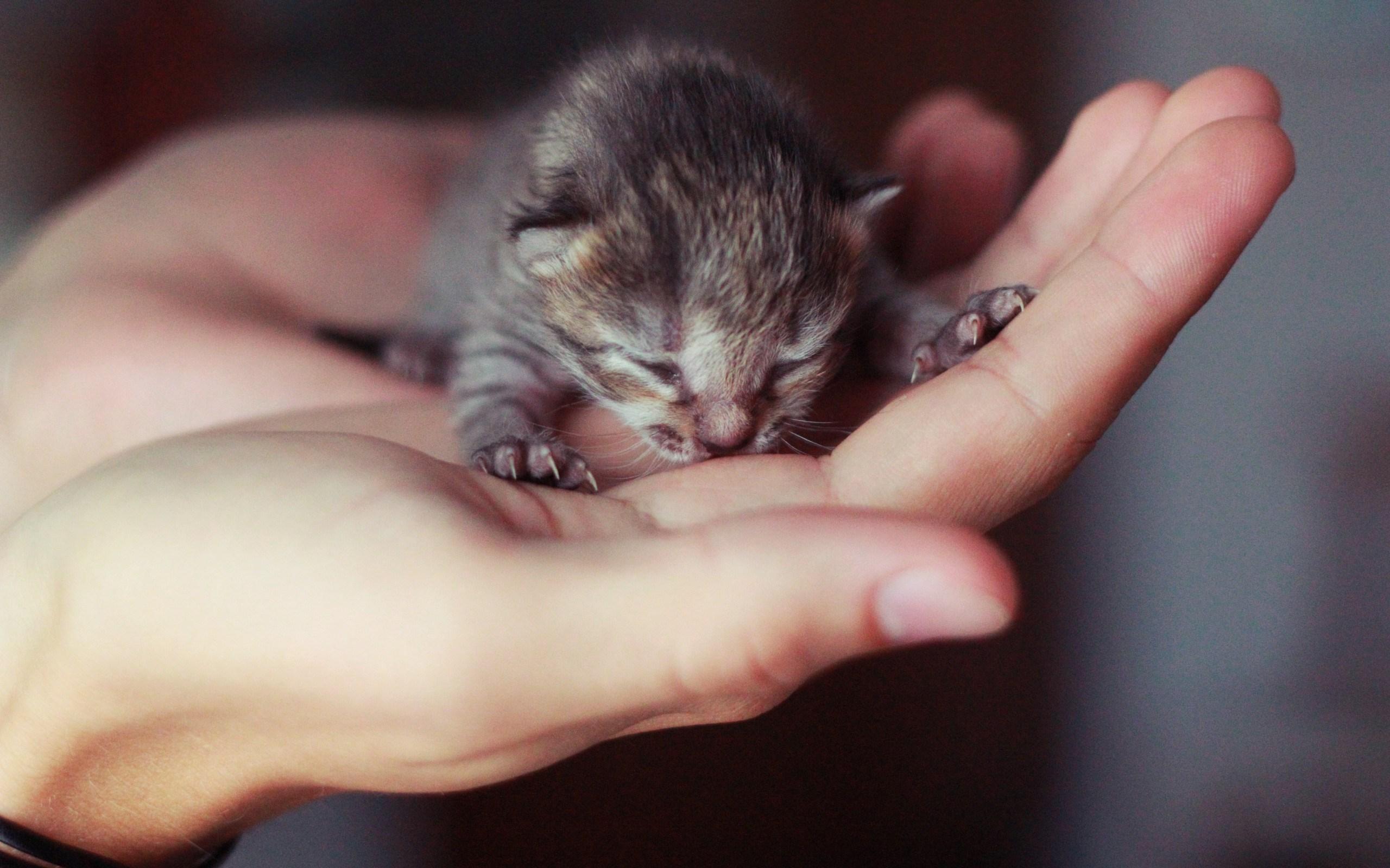 Newborn Kitten, High Definition, High Quality