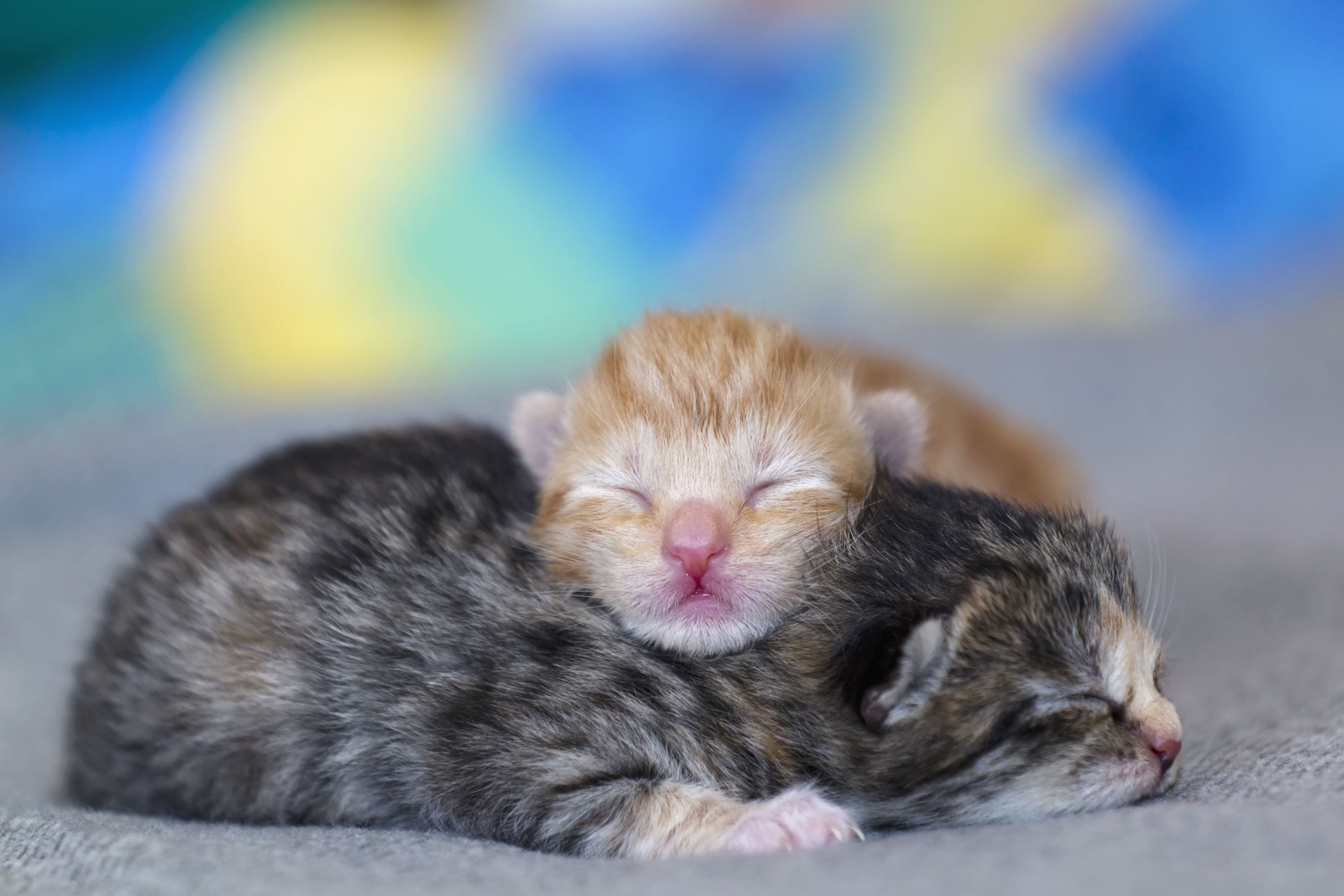 Just Born Baby Kittens Wallpaper
