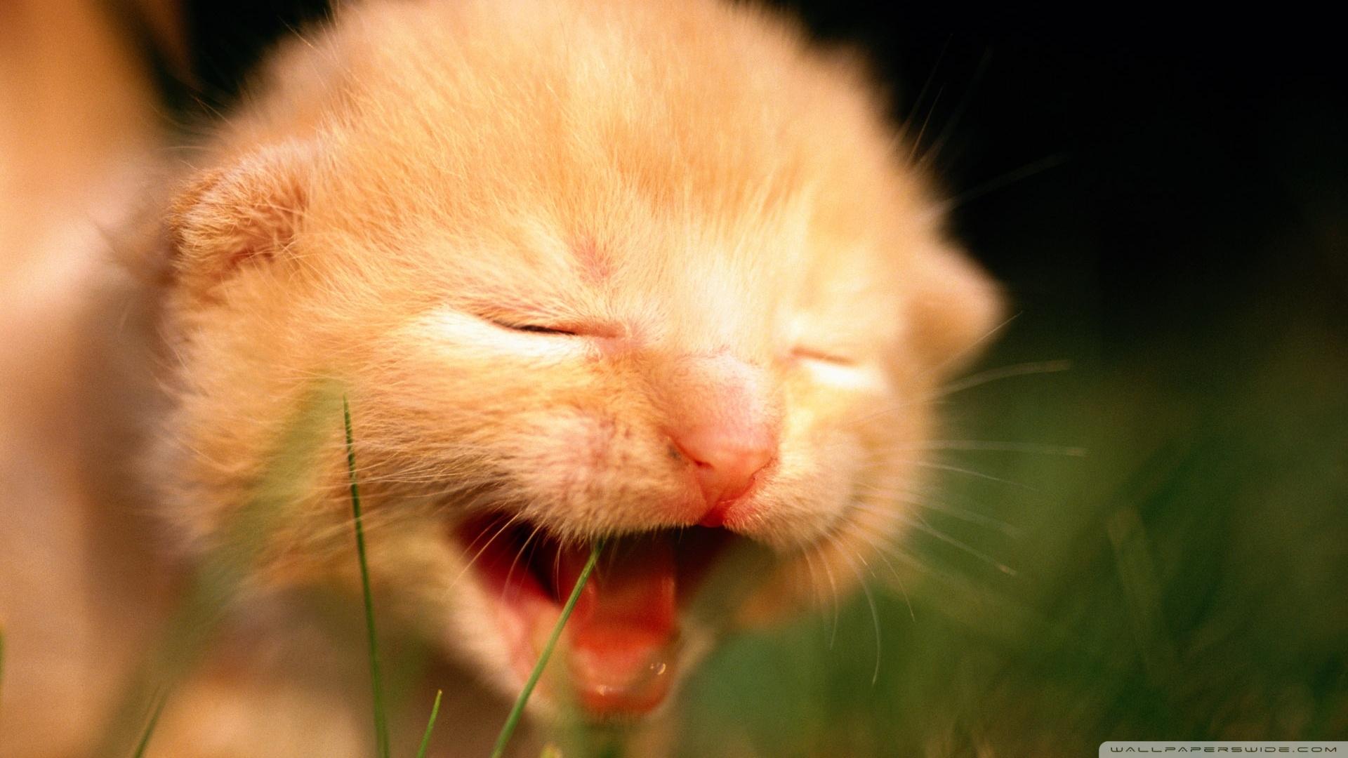 Newborn Kitten Crying ❤ 4K HD Desktop Wallpaper for 4K