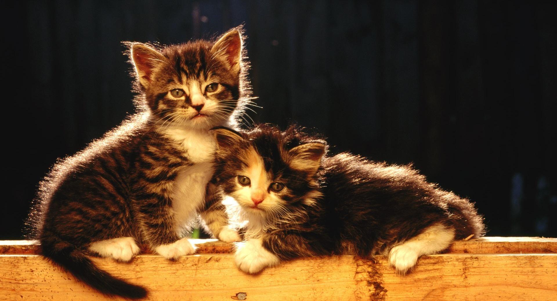 Cute Newborn Kittens. Animal Wallpaper. Kitten wallpaper