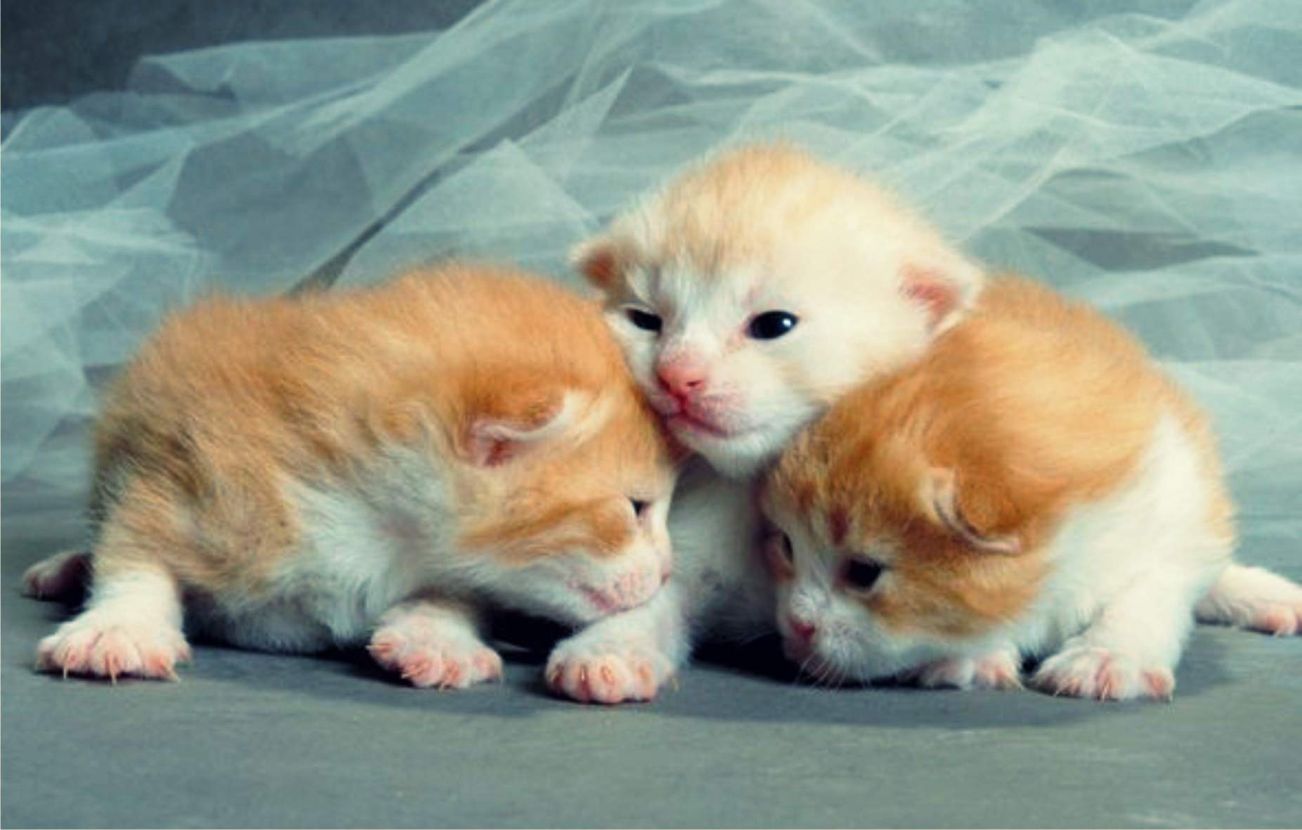 Just Born Baby Kittens Wallpaper
