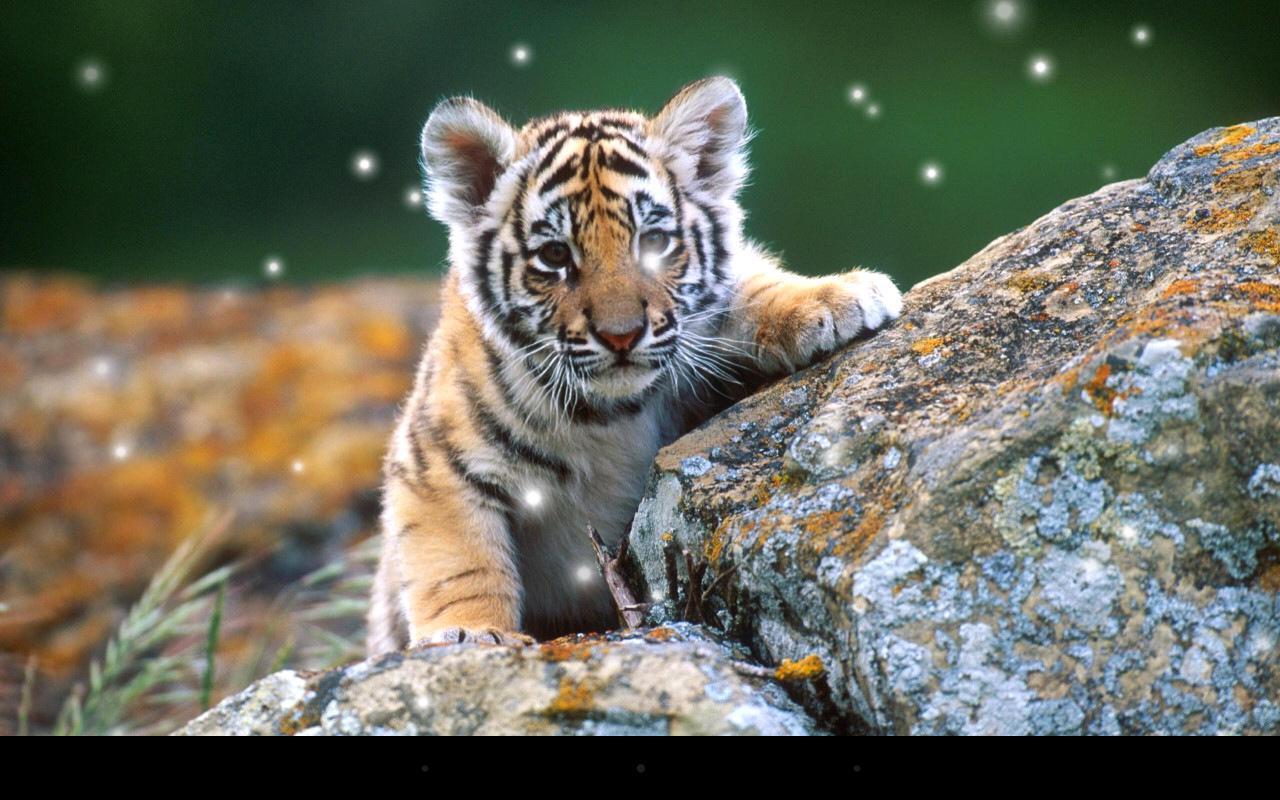 Little Tiger for Android