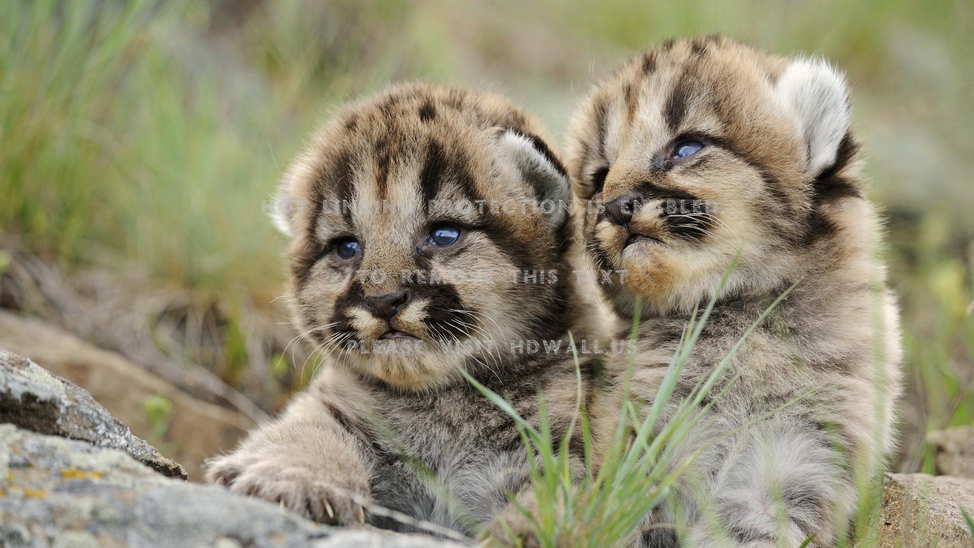 animals puma cubs baby