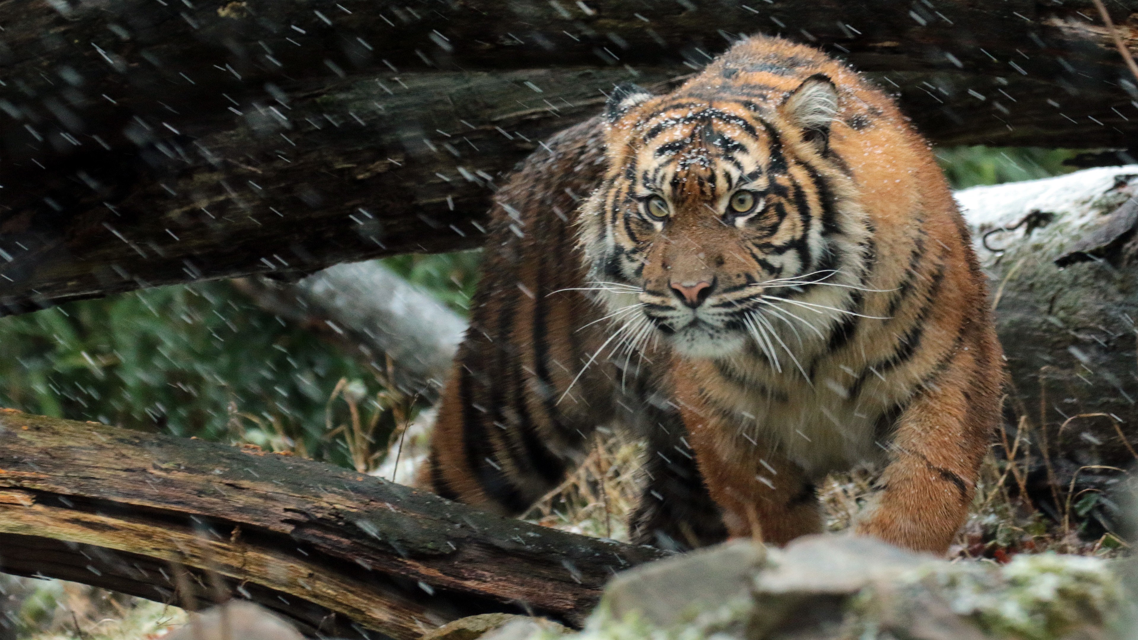 Animals & Birds Wild Sumatran Tiger 4K wallpaper Desktop