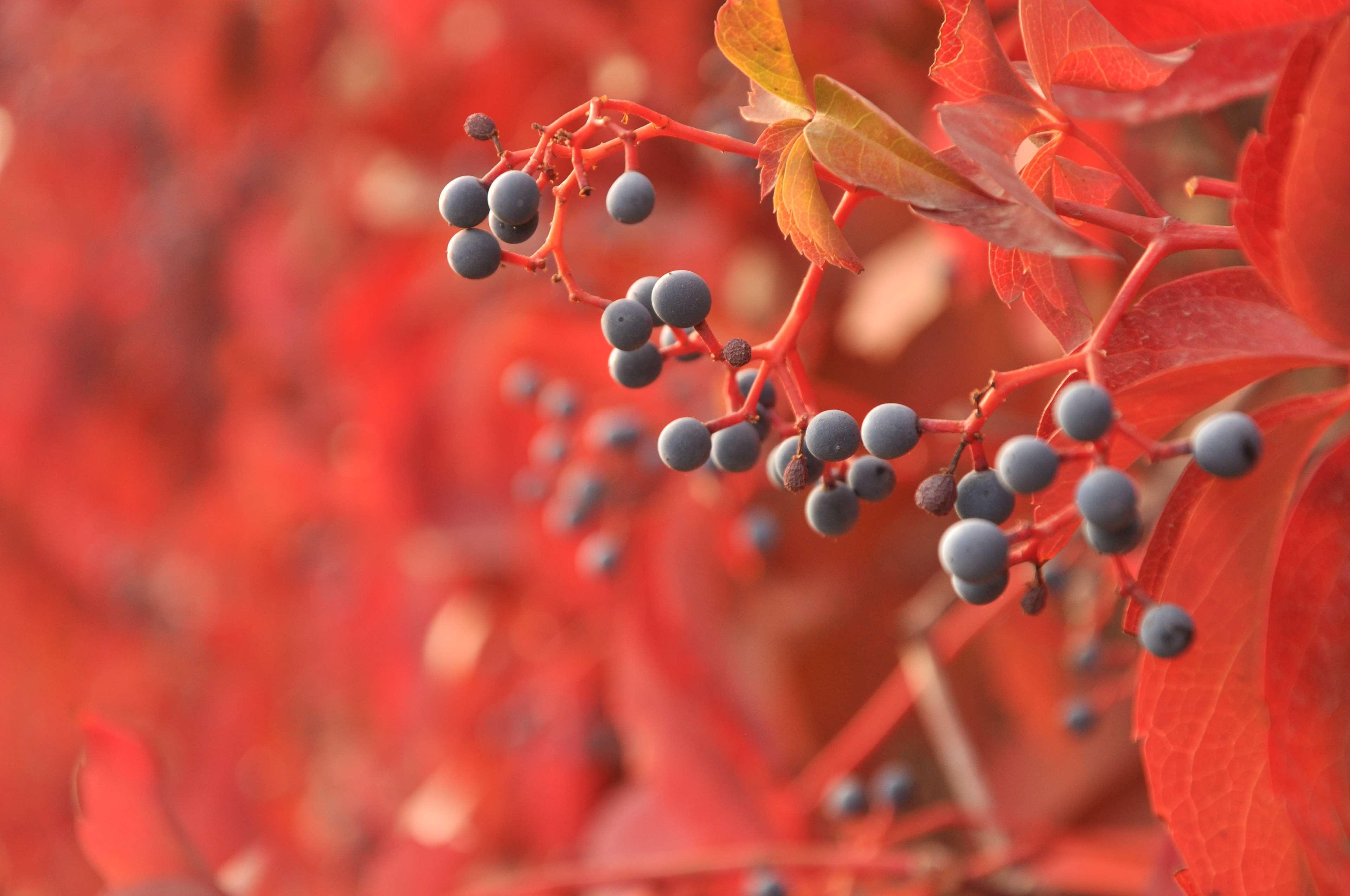 autumn, berries, blur, branch, bright, close up