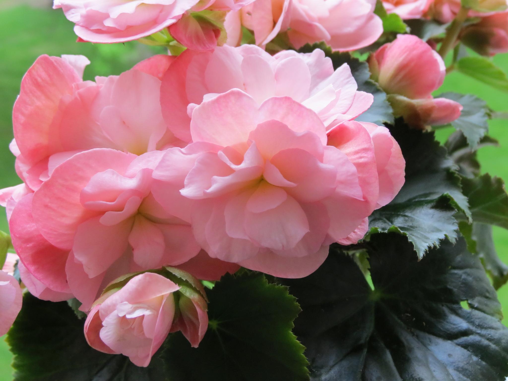 image Pink color Flowers Begonia 2048x1536