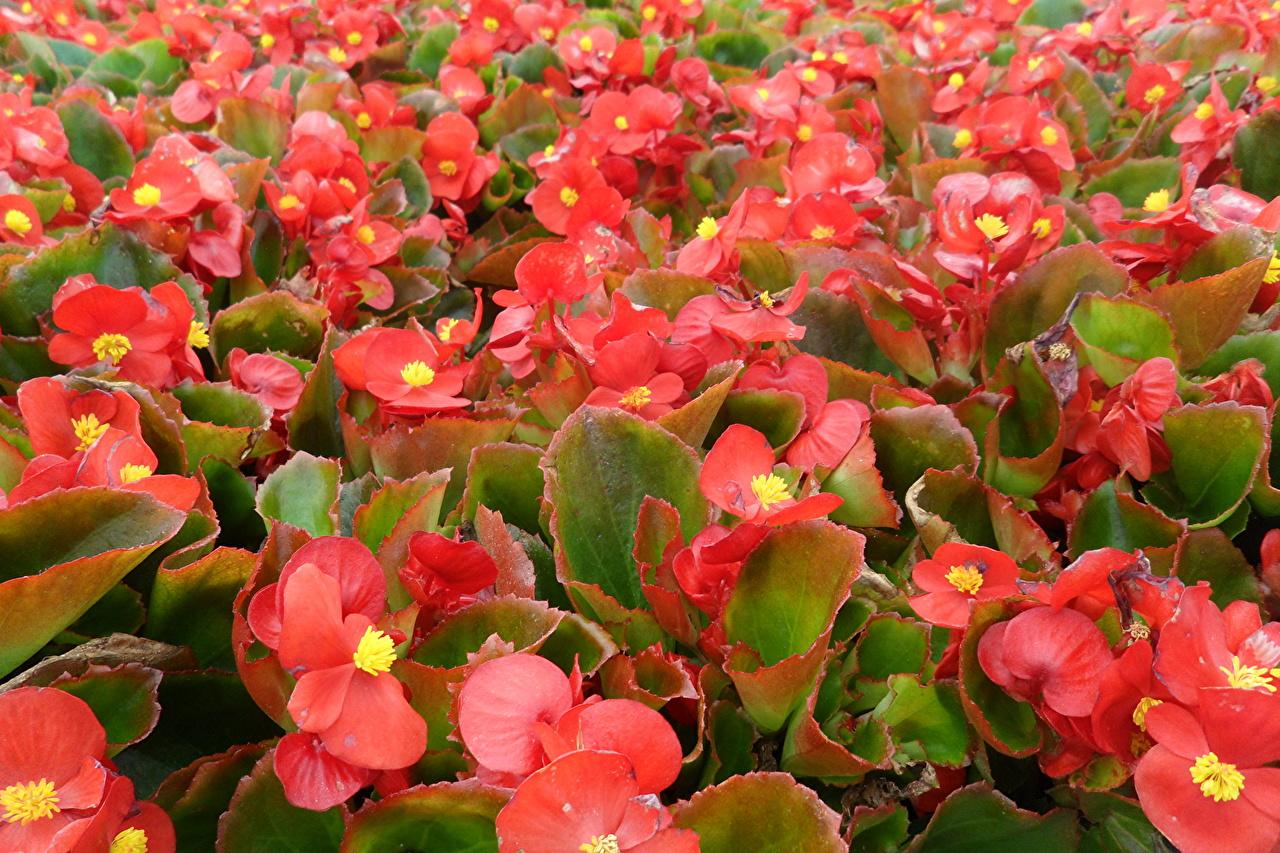 Desktop Wallpaper Red Flowers Begonia
