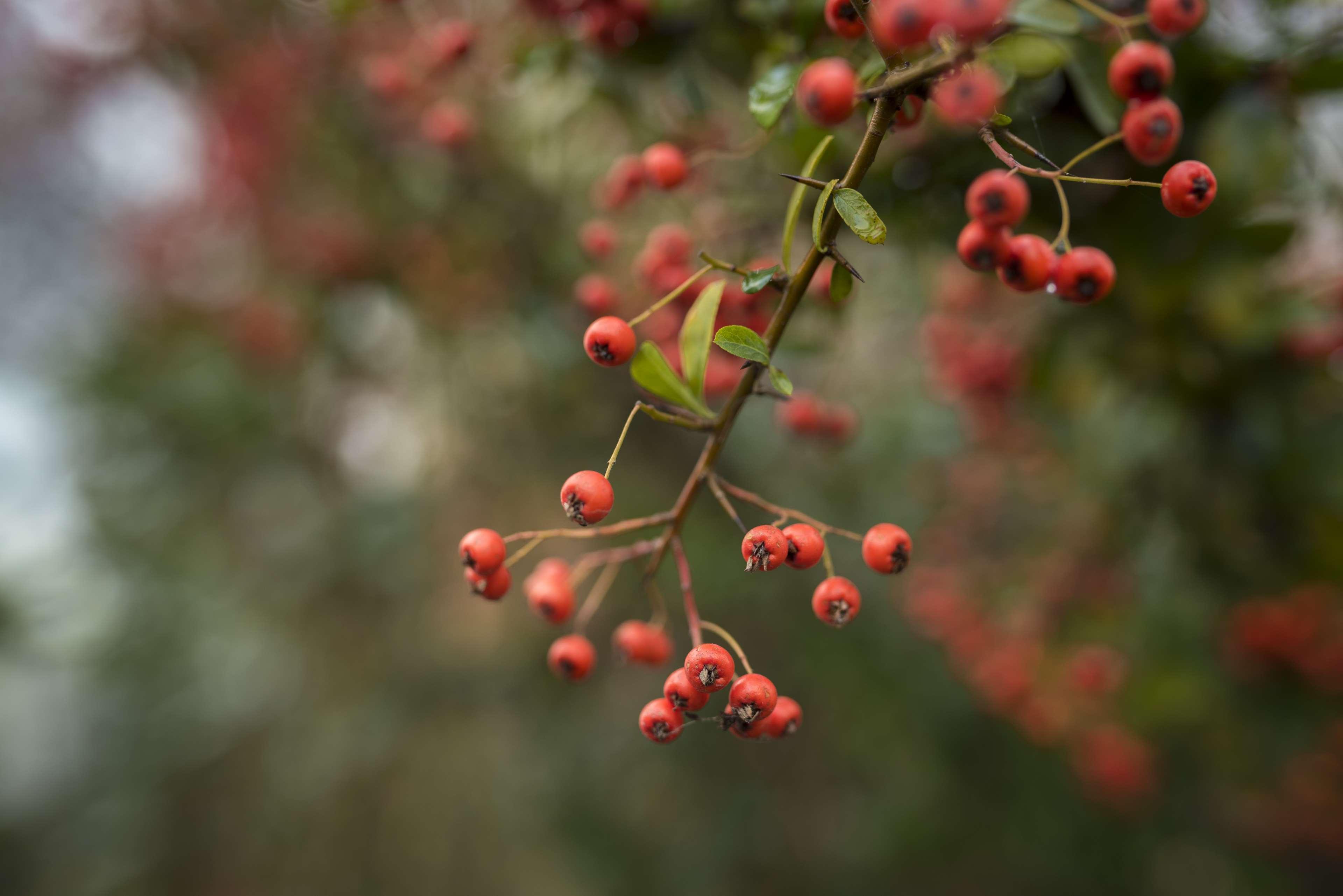 autumn, autumn colours, background, berries, bokeh