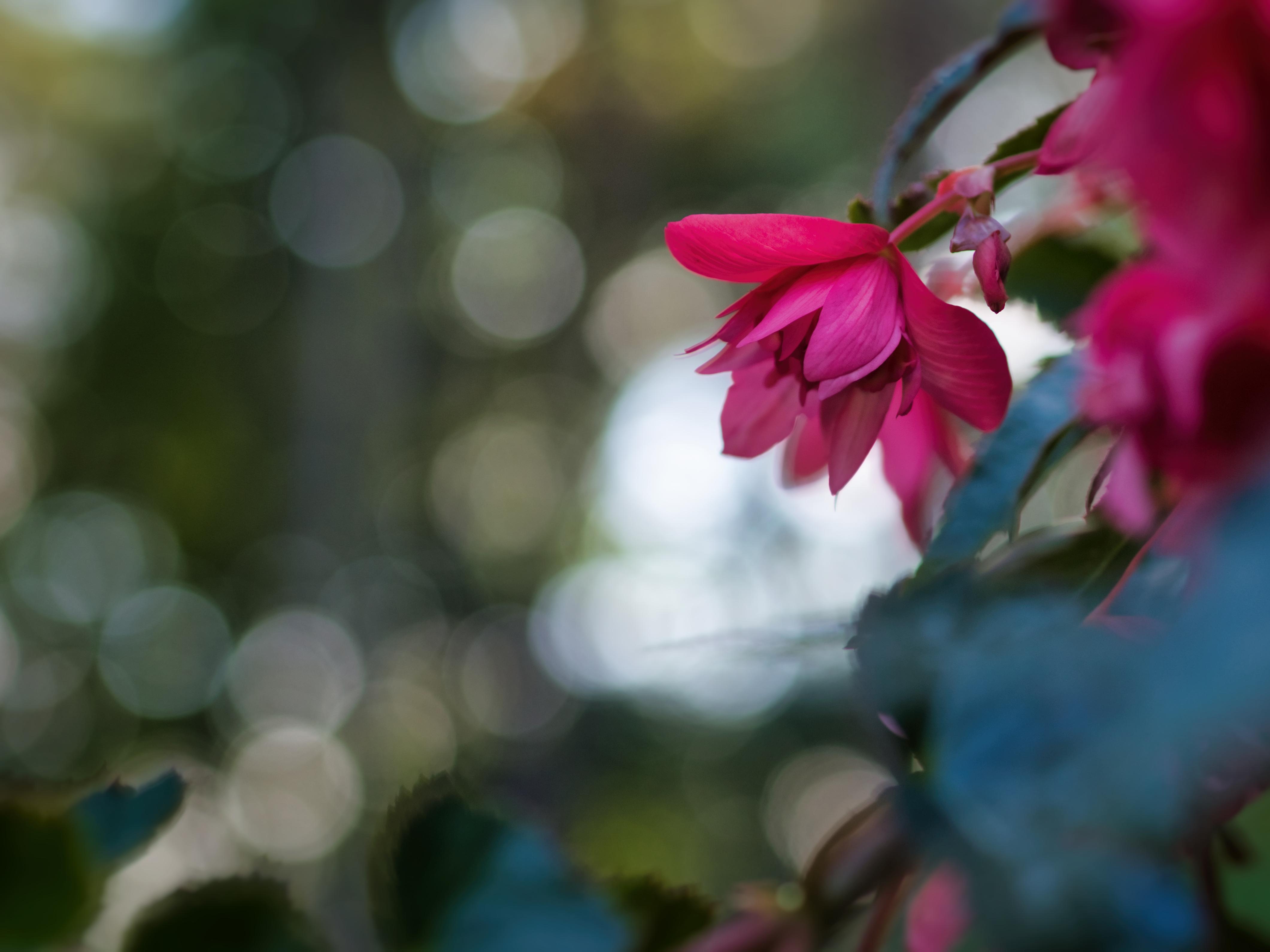 wallpaper begonia, flower, pink, macro, closeup HD
