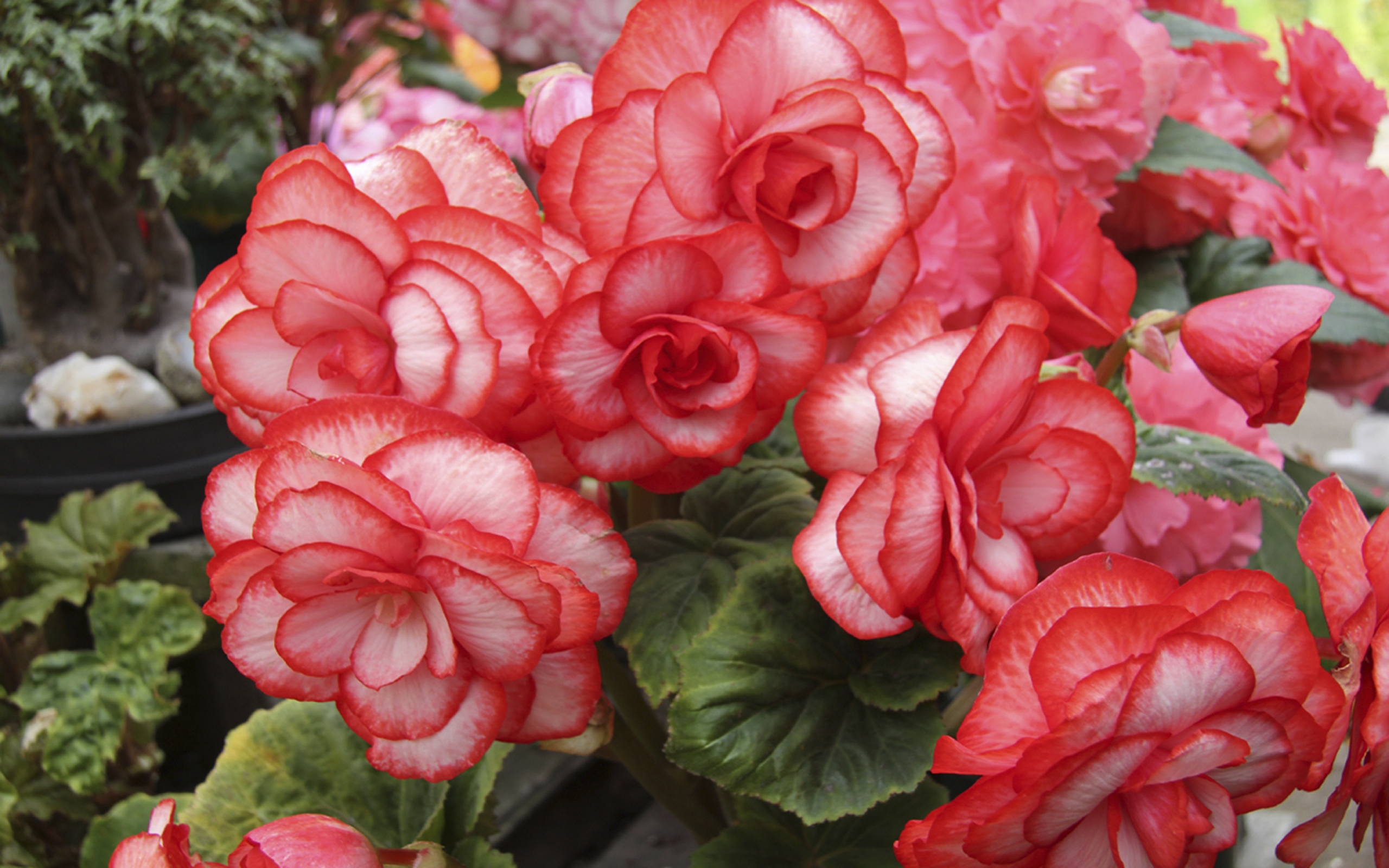 Begonia Flowers Wallpapers - Wallpaper Cave