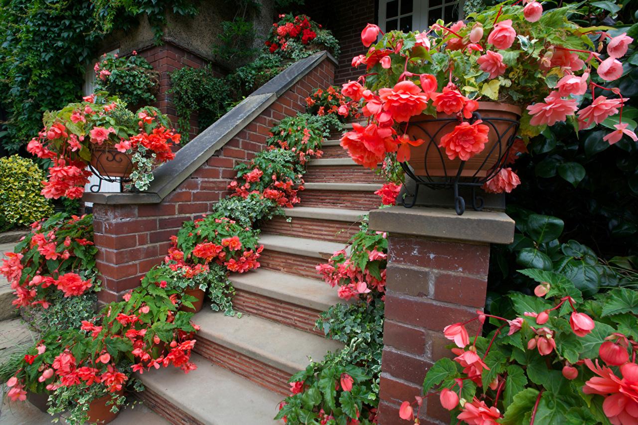 Picture Walsall Garden stairway Pink color Flowers Begonia