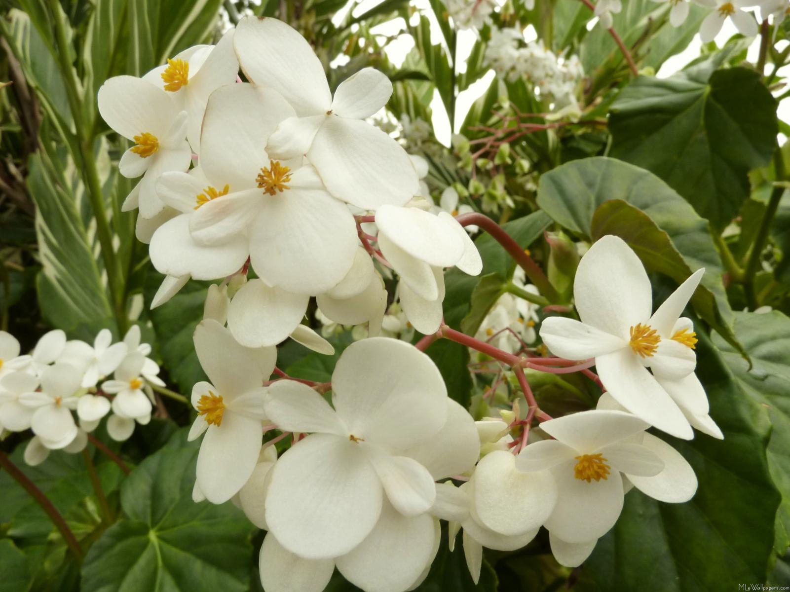 MLe White Begonia Flowers