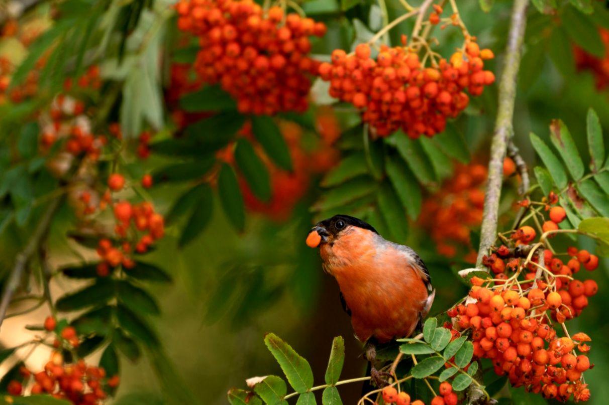 Autumn Berries Wallpapers - Wallpaper Cave