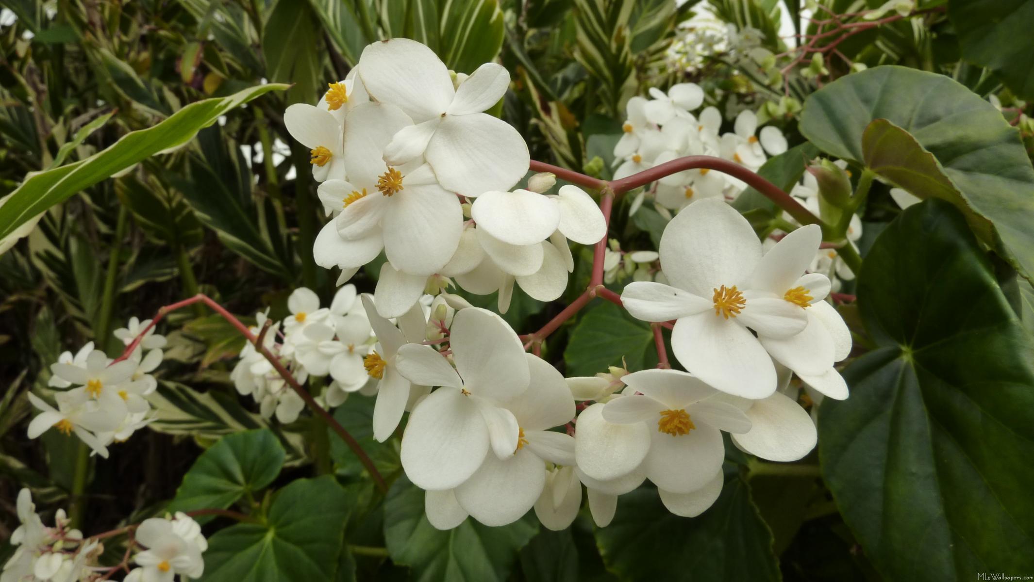MLe White Begonia Flowers