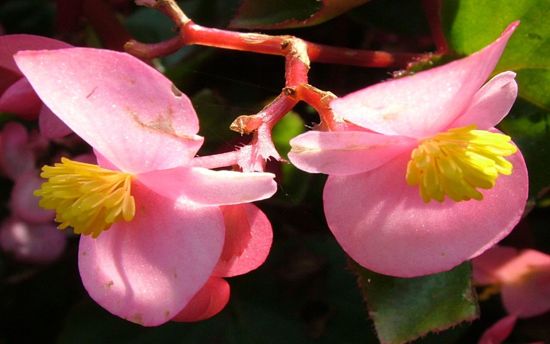 Begonia Flower Light Pink Flowers Ultra HD 4k Resolution