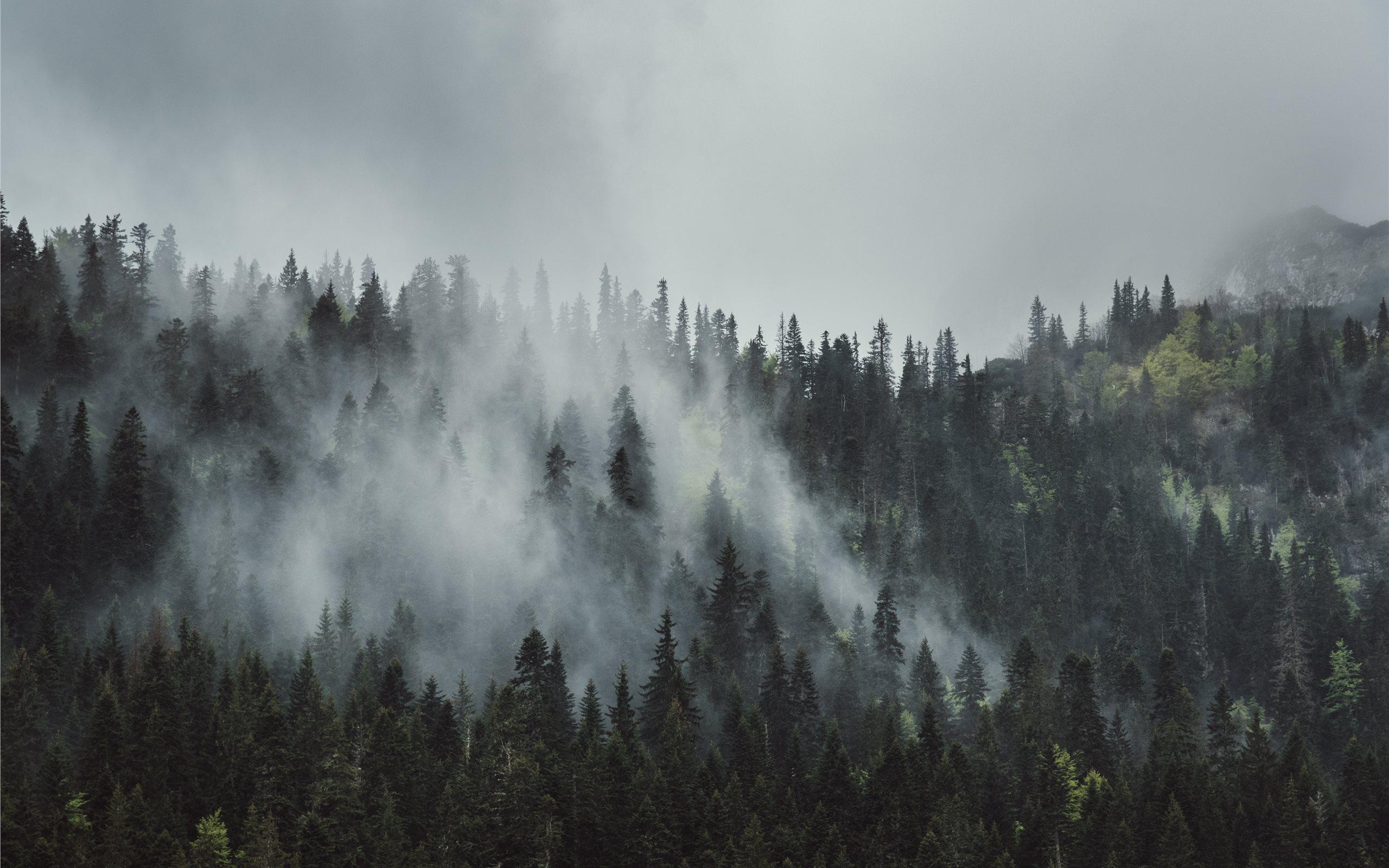 Misty morning on Durmitor. Mac Wallpaper Download