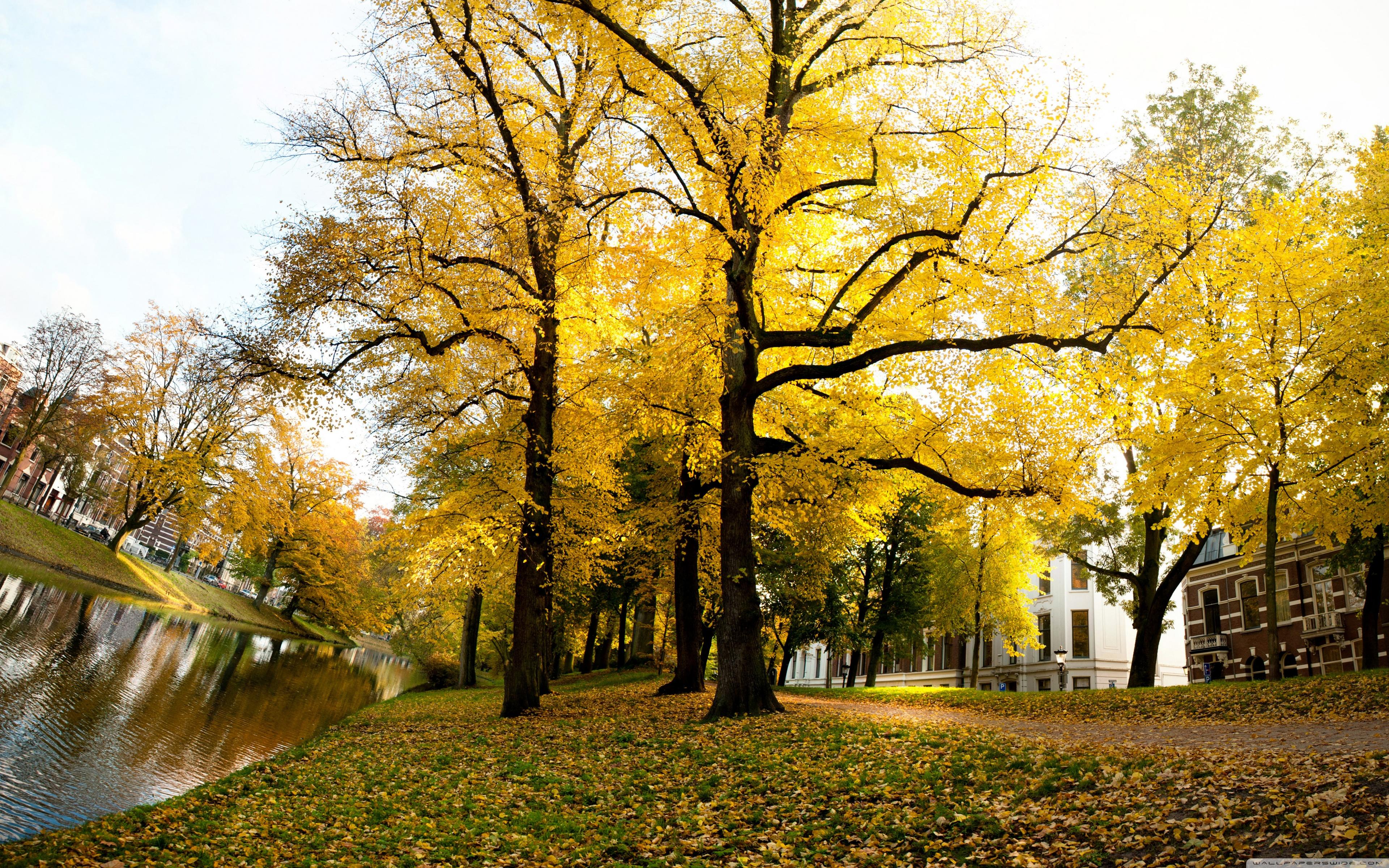 Yellow Trees Autumn Afternoon In Utrecht ❤ 4K HD