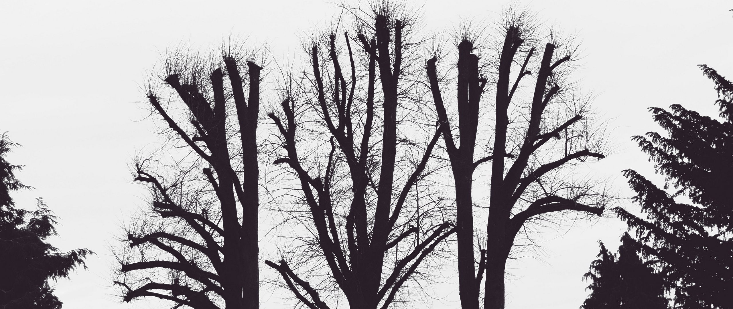 Download wallpaper 2560x1080 trees, branches, aesthetic, bw dual