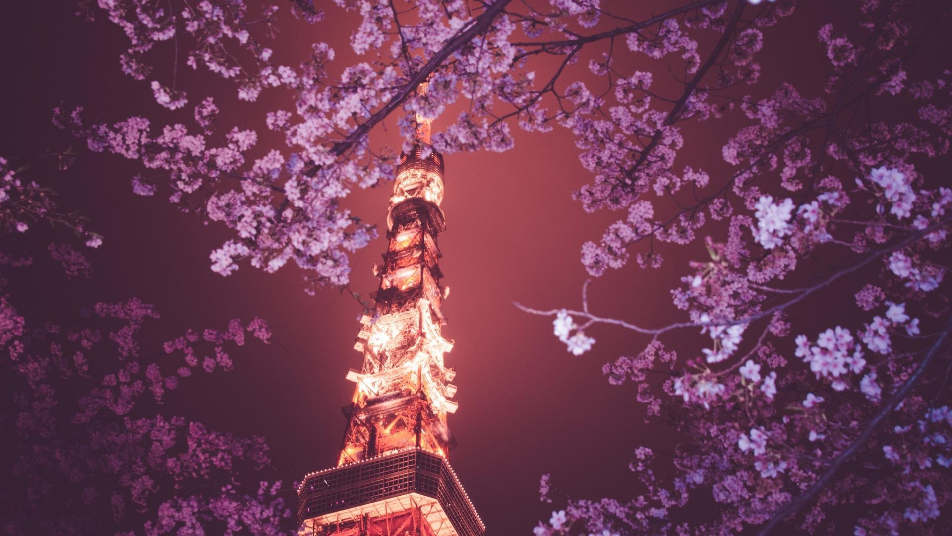 Japanese Cherry Blossom Laptop Wallpaper Free