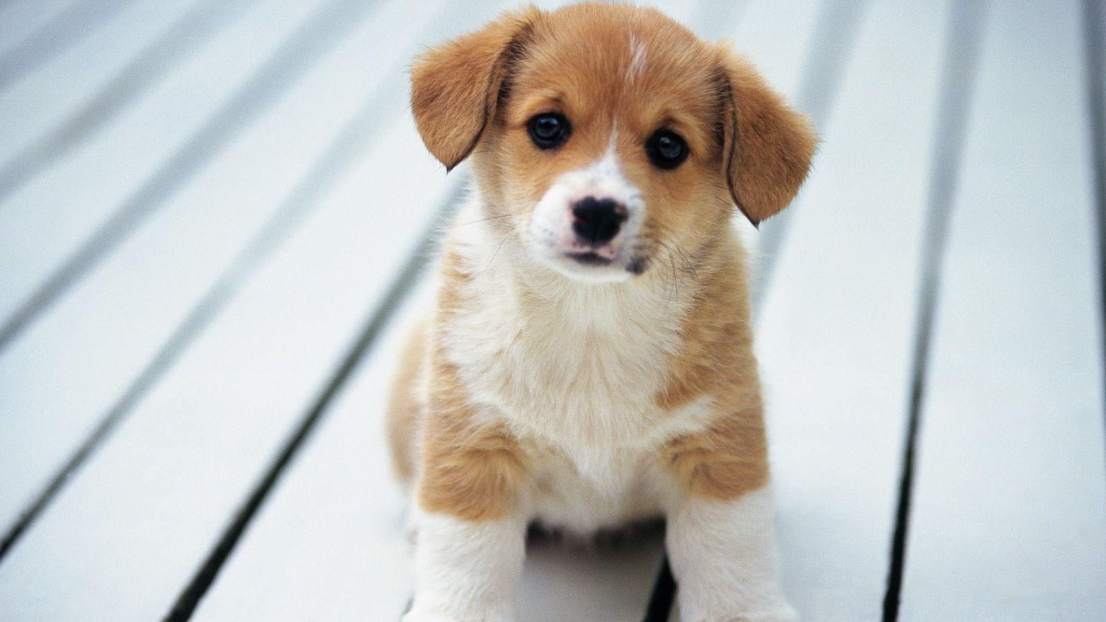 animal wallpaper for home screen. Animal Cute Little Puppy