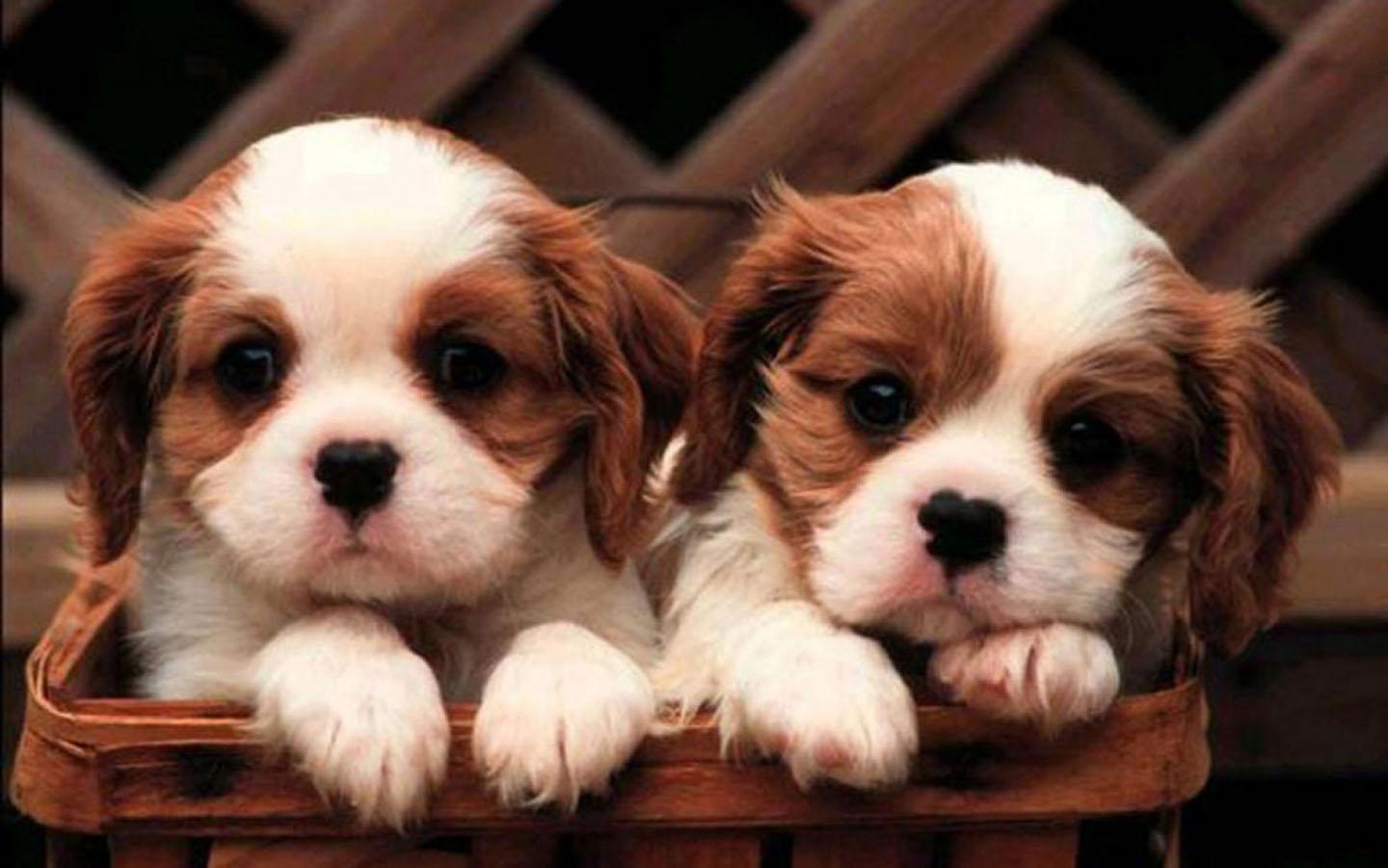 Cute Little Puppy Wallpaper for Android
