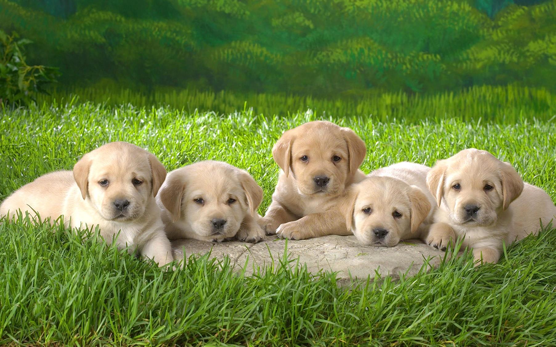 Cute, Little, Puppies, Animal Wallpaper, Pets, Puffy Animals