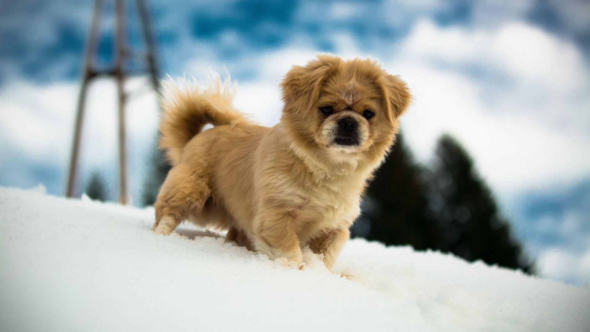 Little Puppy in Snow Wallpaper. Cute Puppy Wallpaper