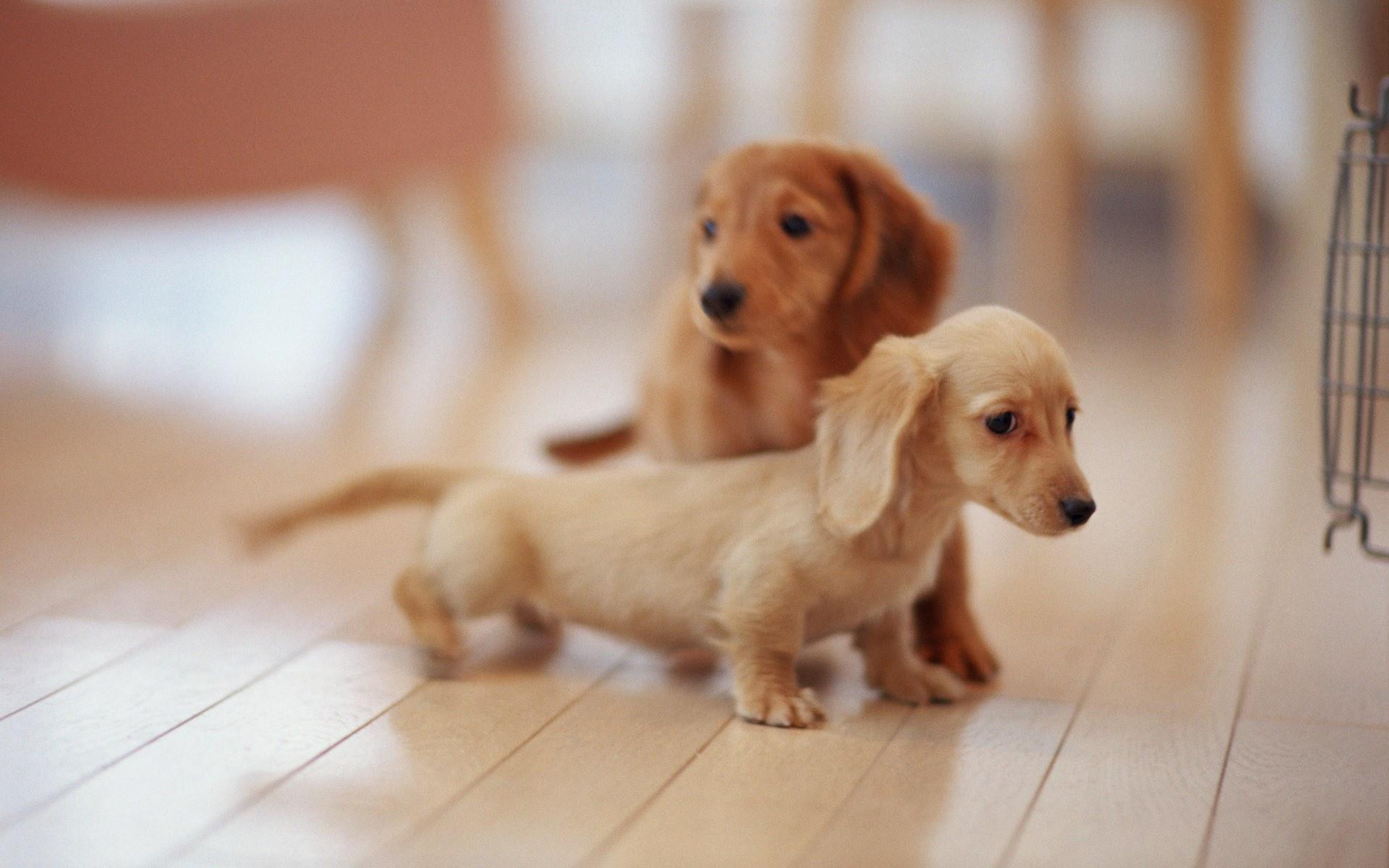 Free download Funny Little Puppies Exclusive HD Wallpaper