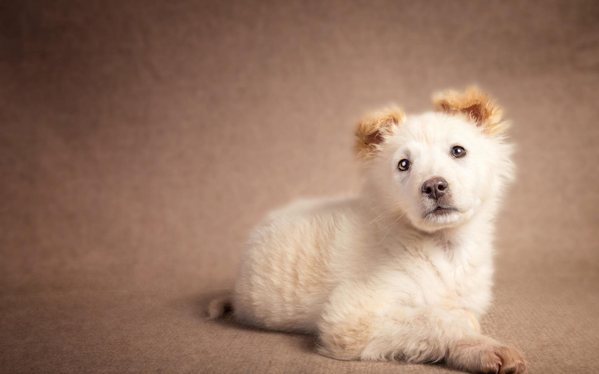 Download wallpaper small beige puppy, cute little dog, pets