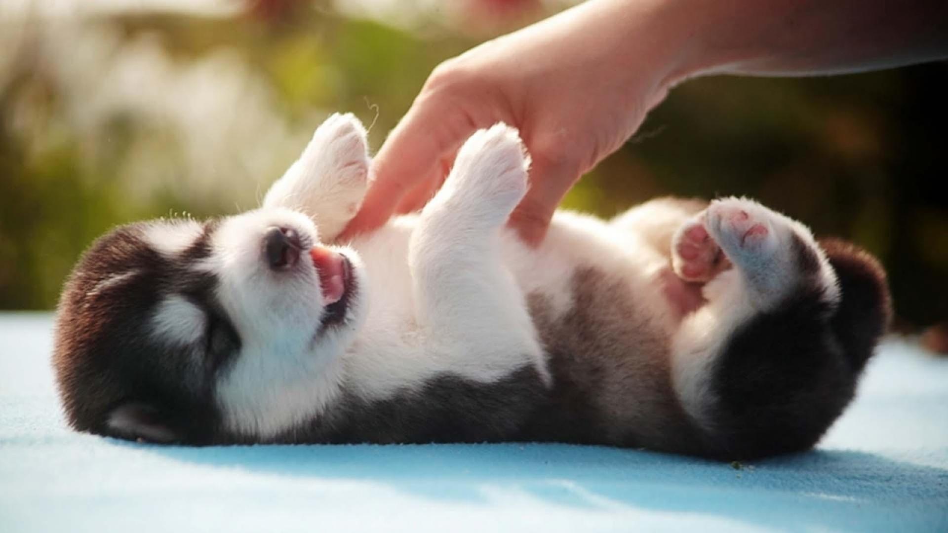 Desktop cute tiny puppy image download