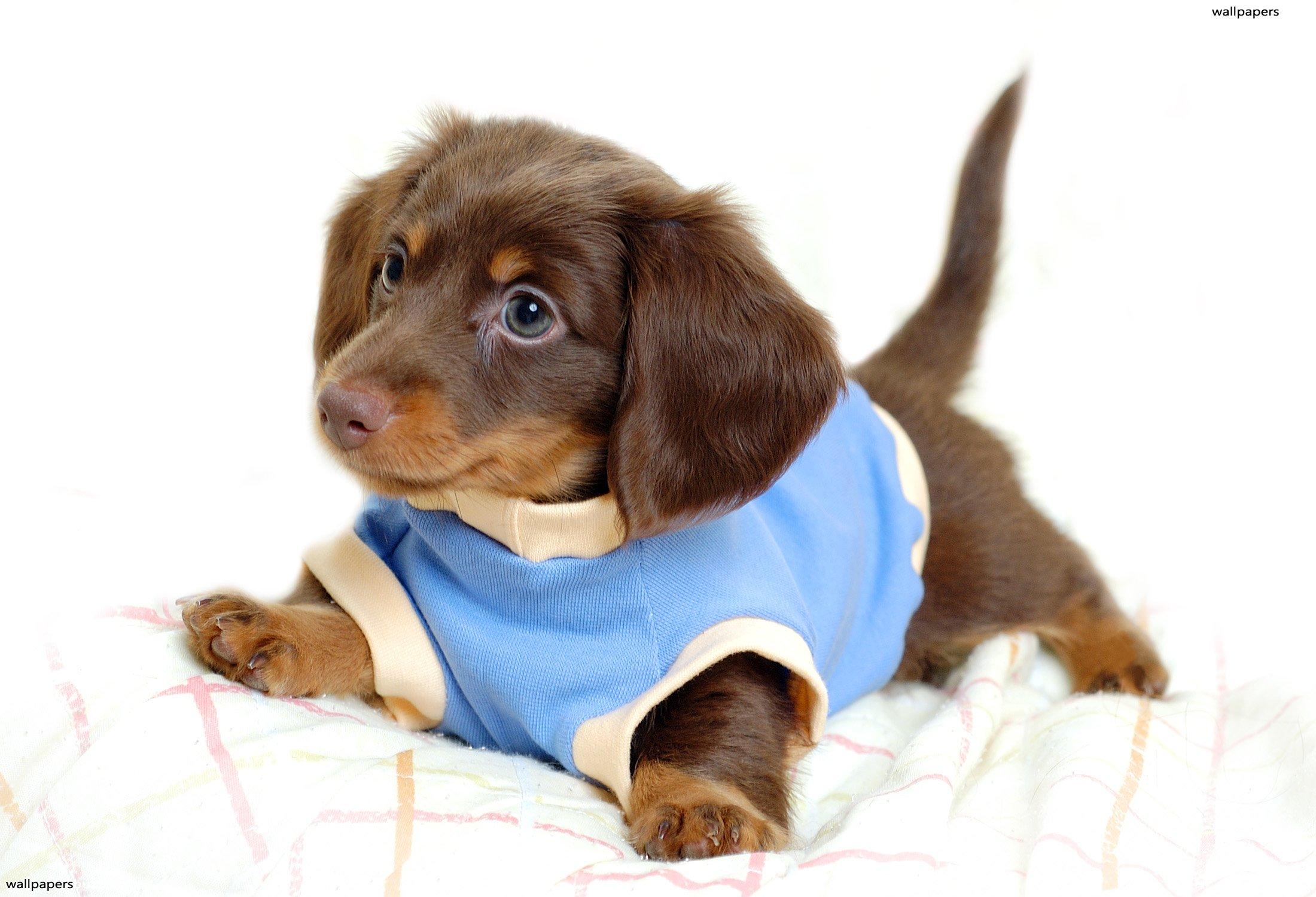 Cute puppy in shirt HD Wallpaper