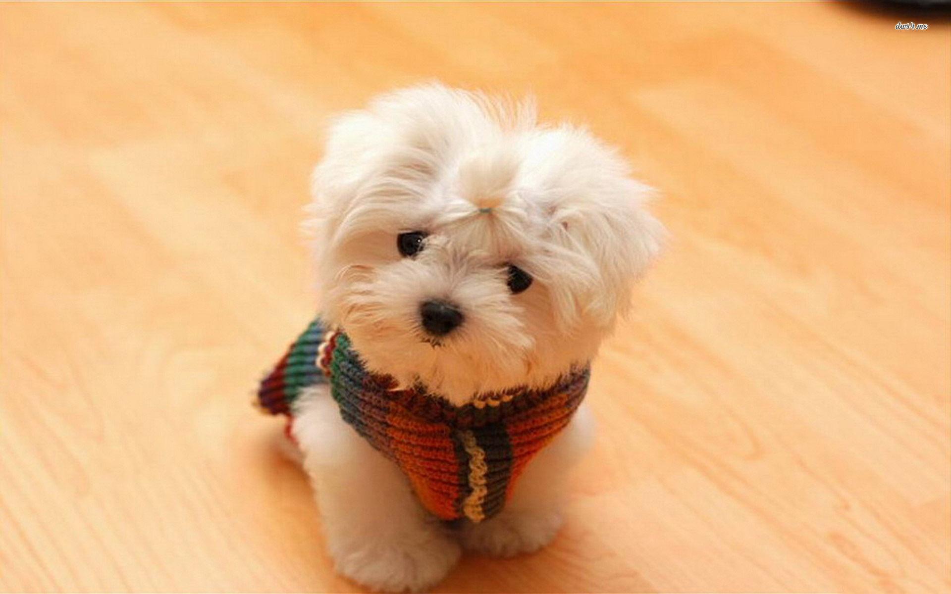 Little Puppy Cute