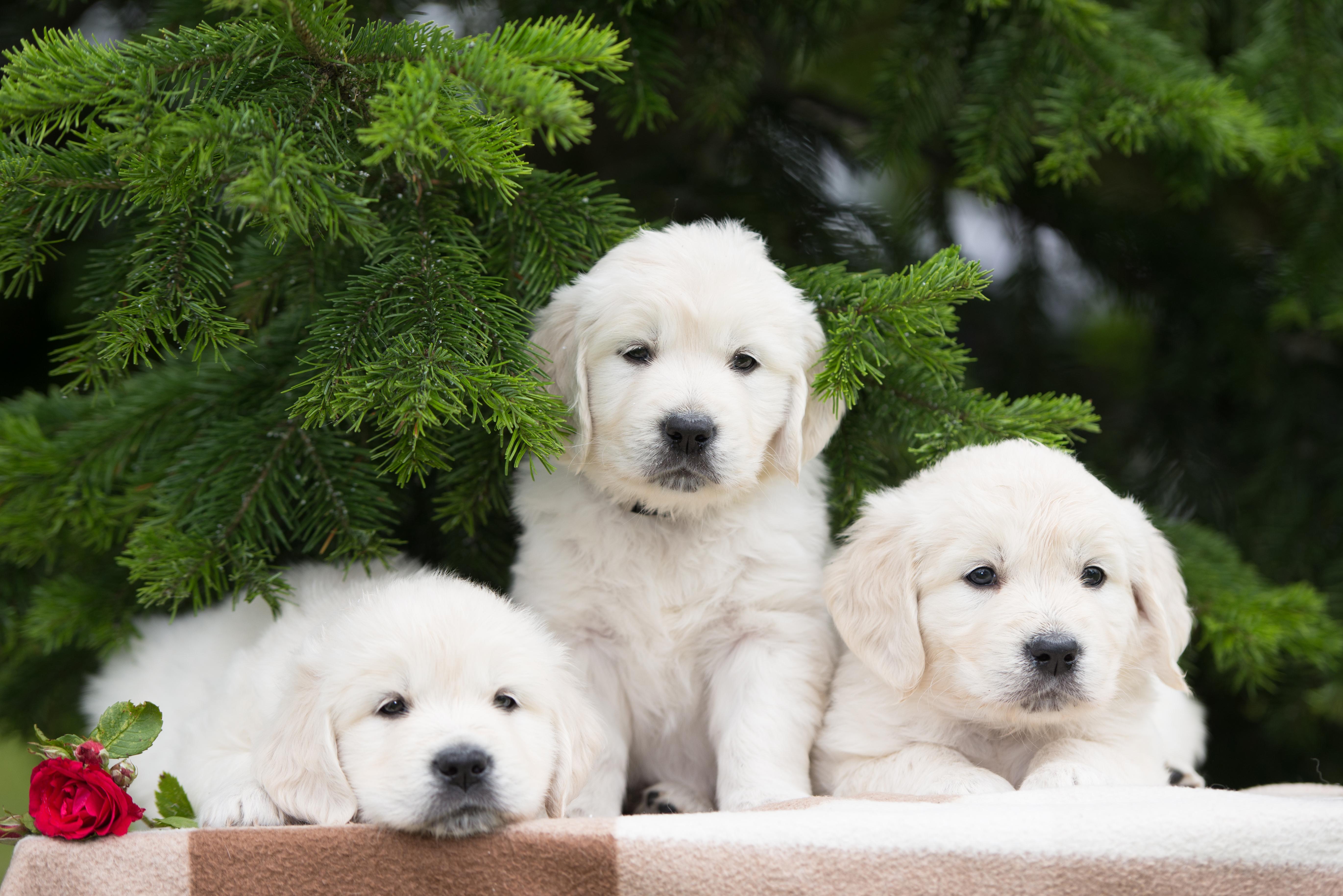 Cute Puppy Cute little puppies background gallery