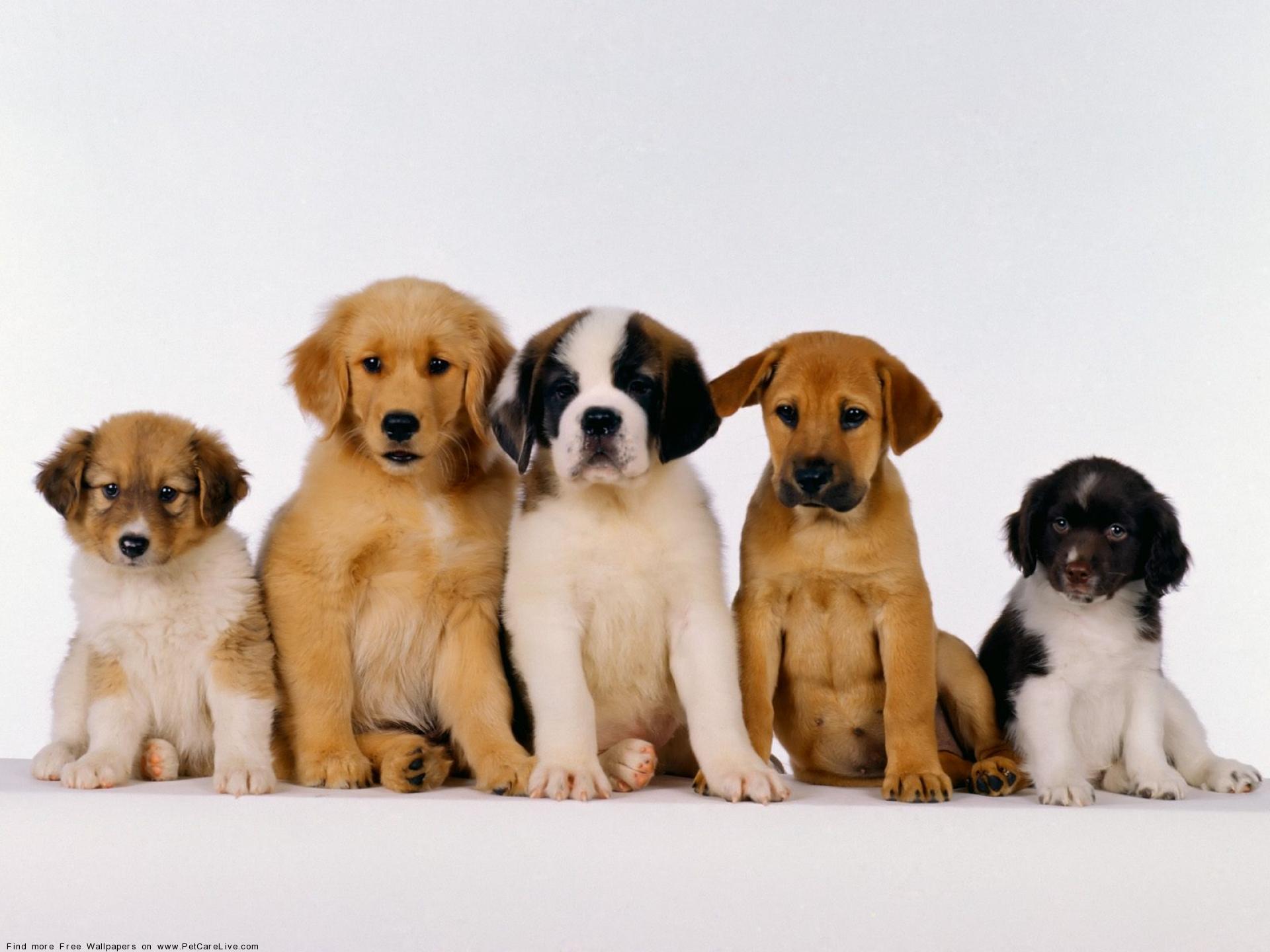 The Free Little cute Dog's Puppies desktop wallpaper