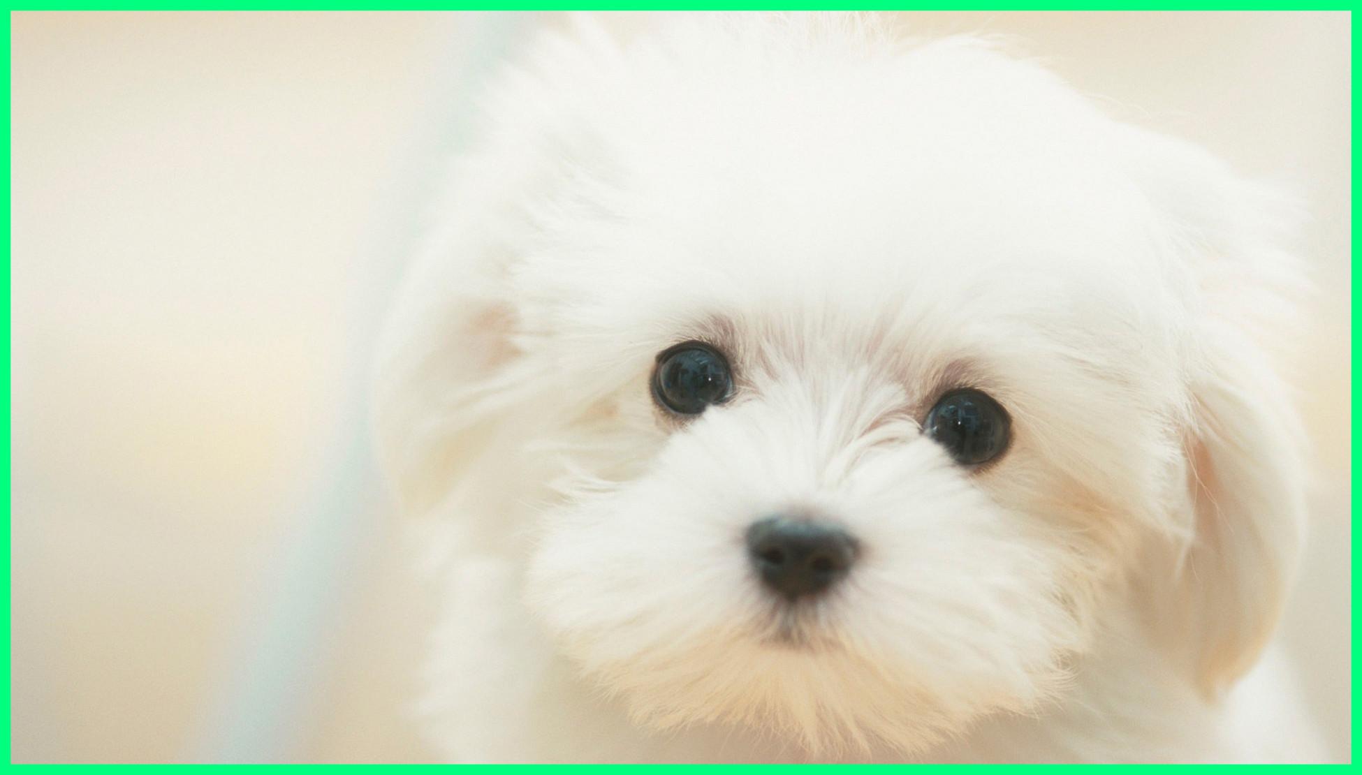 Cute Puppy Picture Wallpaper background picture