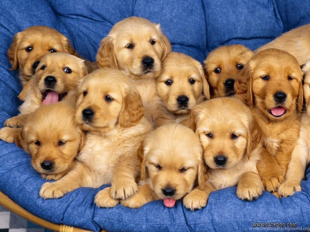 Cute Little Puppies Wallpaper HD Desktop Background