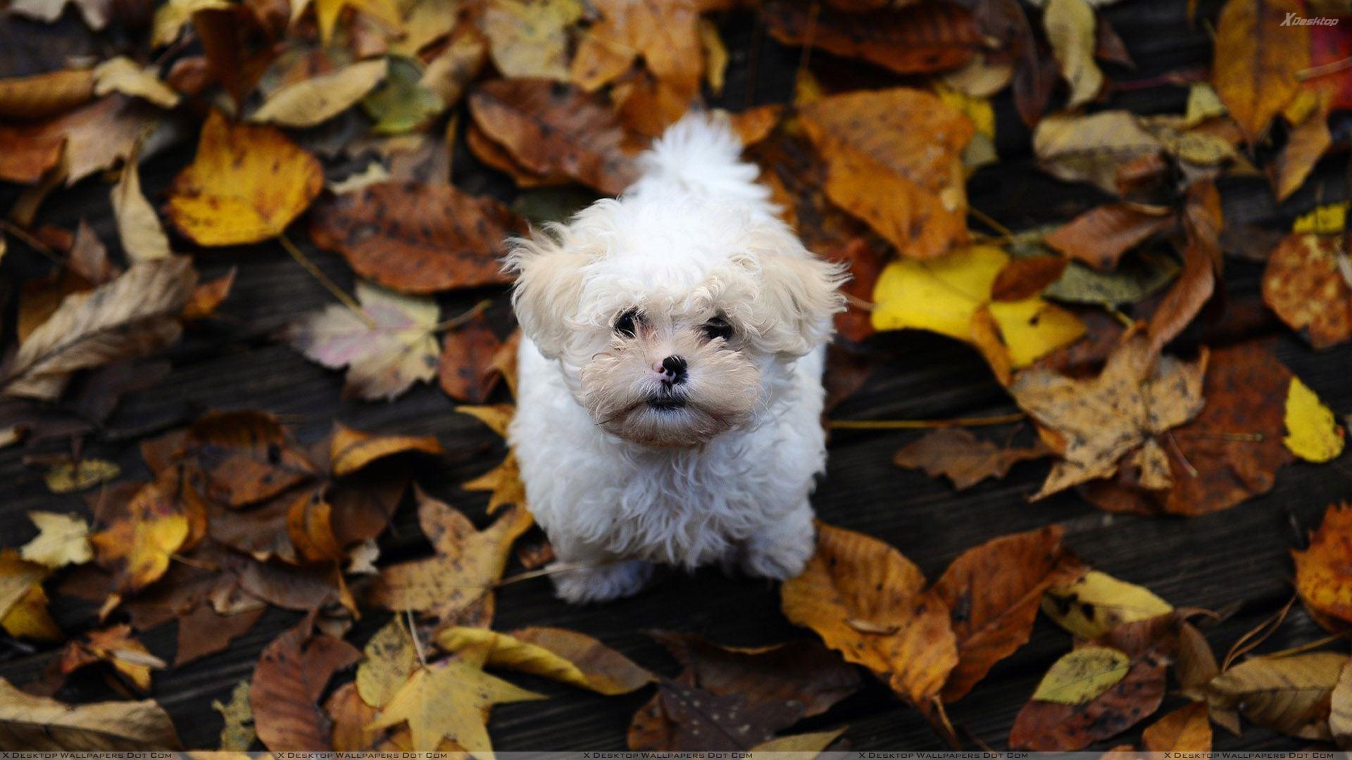 Cute Little Puppy Standing On Leaves Wallpaper
