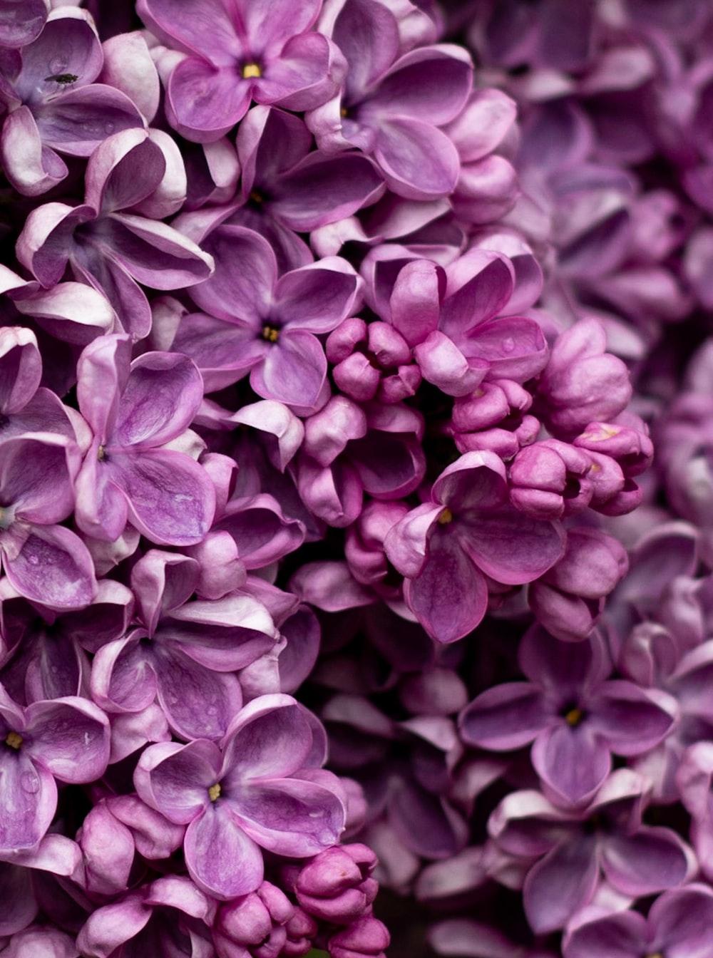 HD Lilac Wallpapers Wallpaper Cave