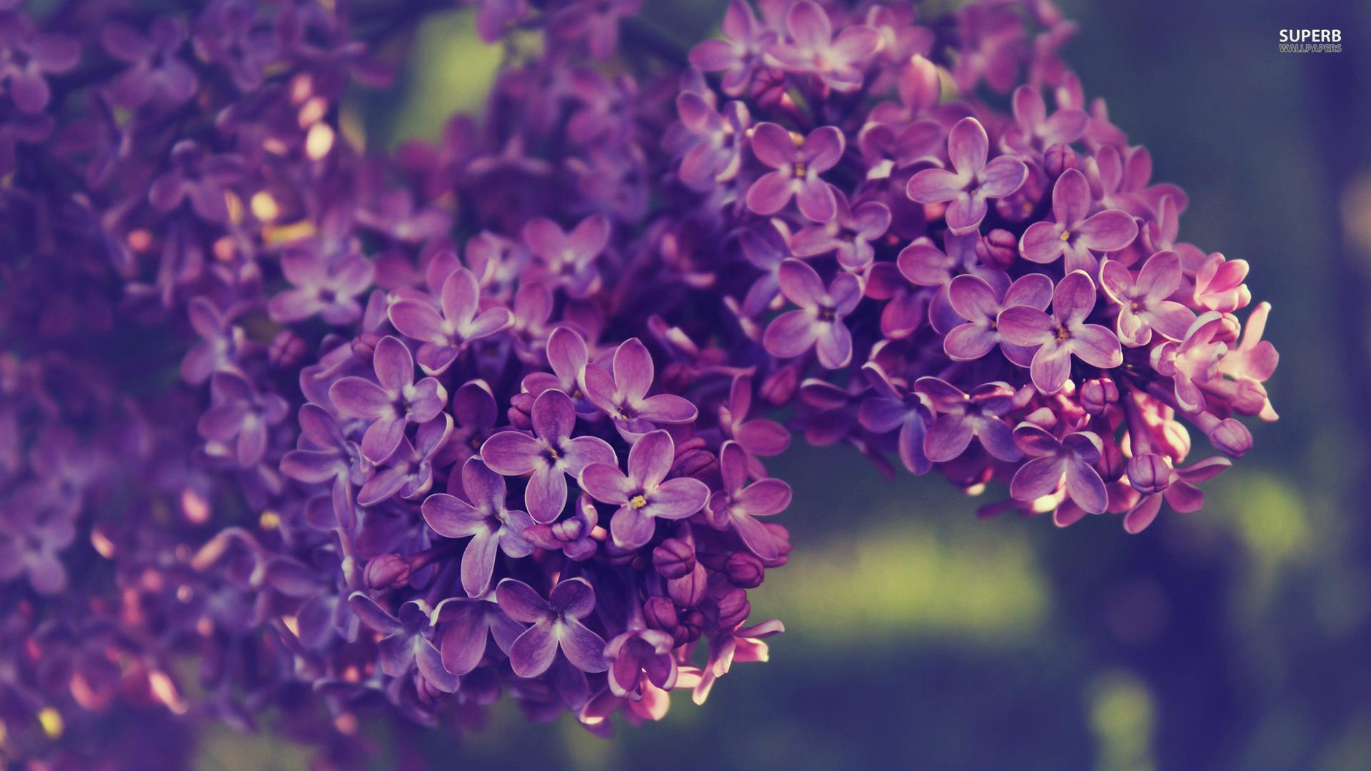 Lilac Picture Wallpaper